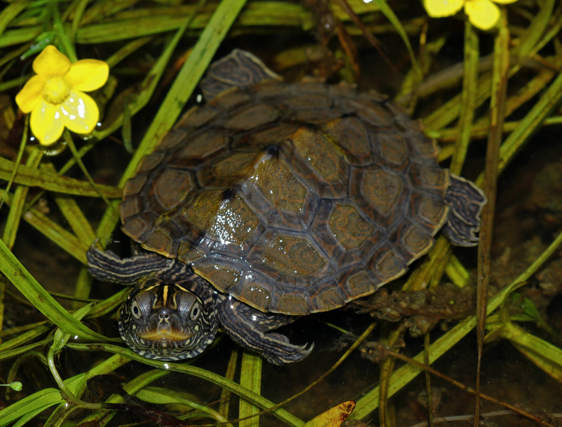 False Map Turtle On Bed Of Grass Wallpaper