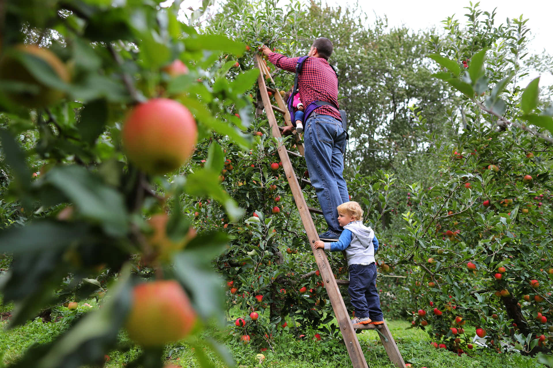 Family Apple Picking Orchard Wallpaper