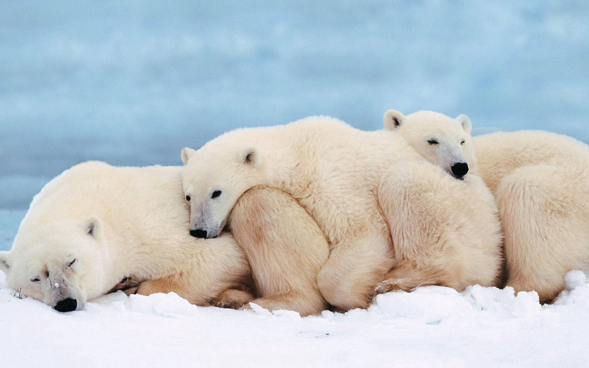 Family Of Polar Bears Hugging Wallpaper