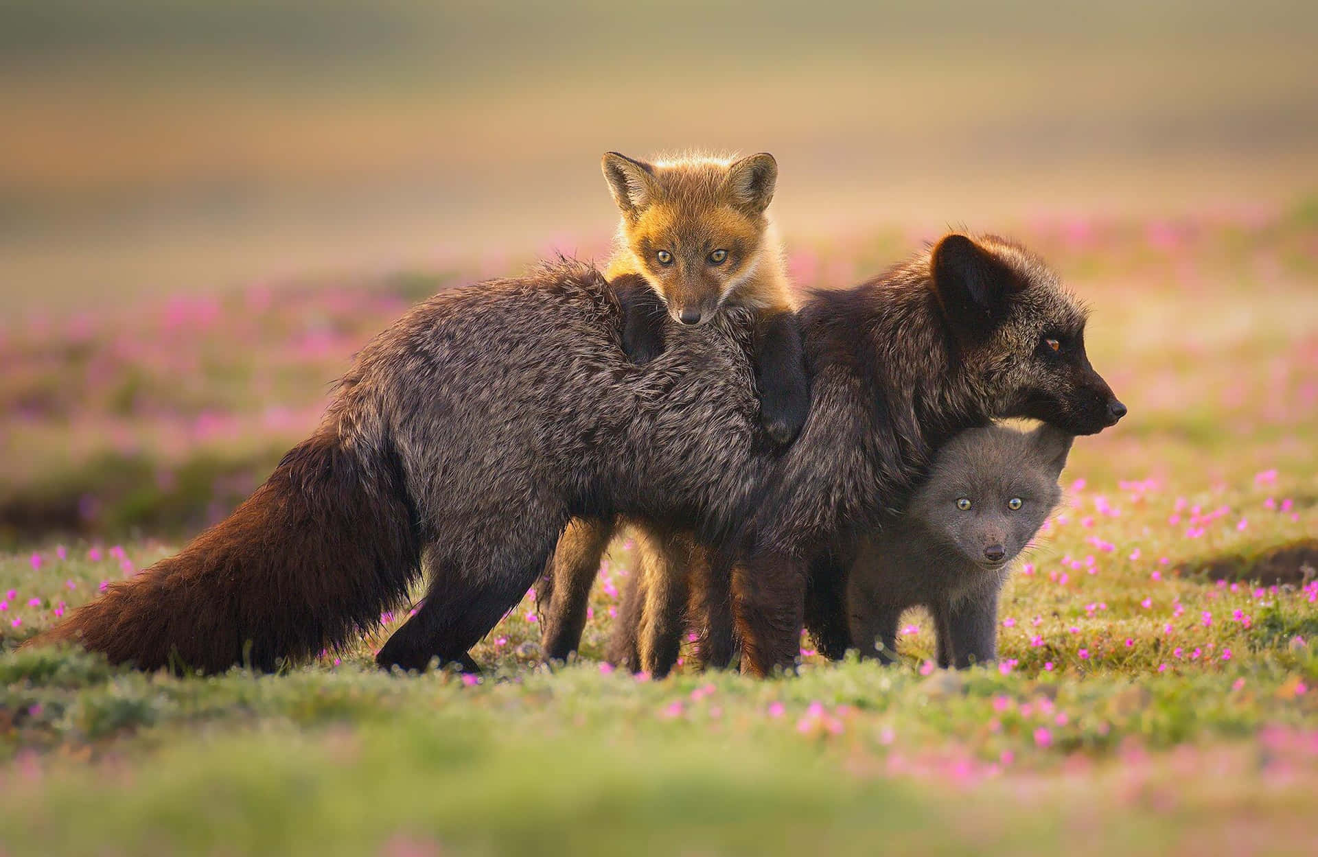 Familyof Foxesin Flower Field.jpg Wallpaper