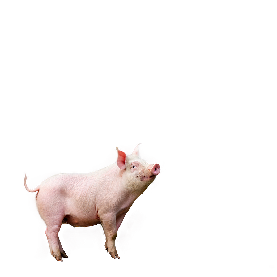 Download Fancy Pig Png Nwr | Wallpapers.com