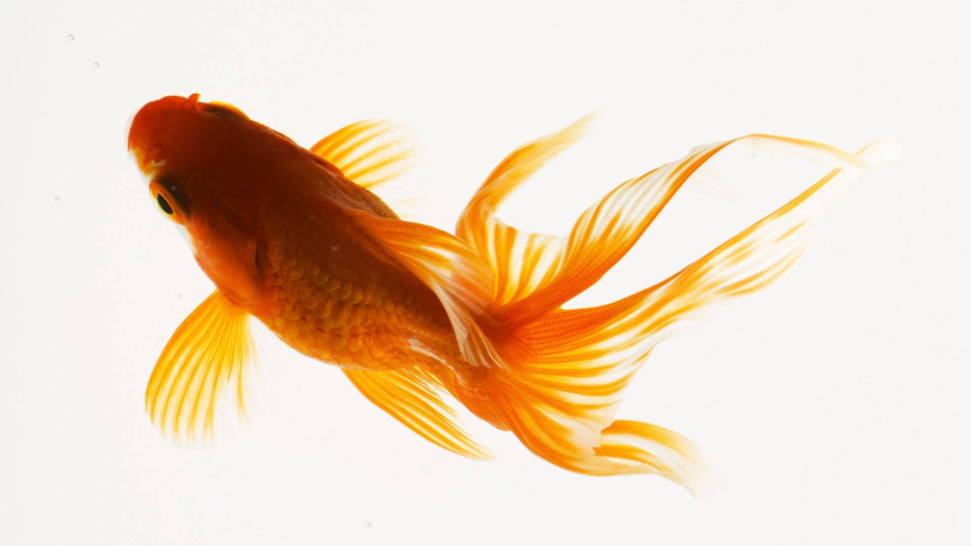 Fantail Goldfish Beauty