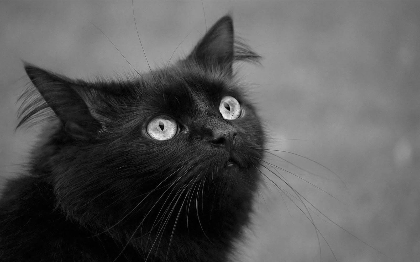 Fantastic Black Cat With White Eyes Wallpaper