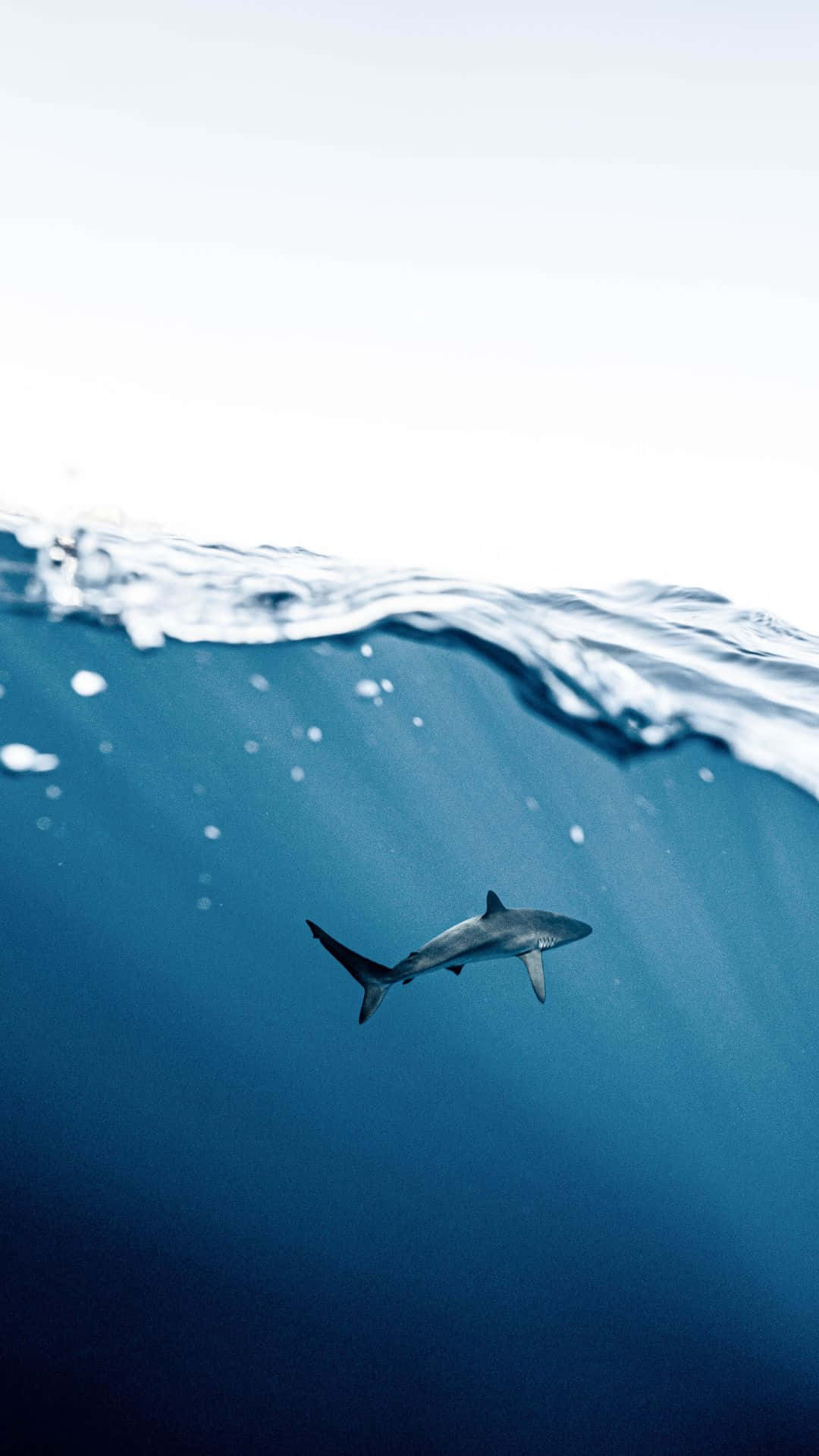 Fantastischesportrait Schwarzer Hai Wallpaper