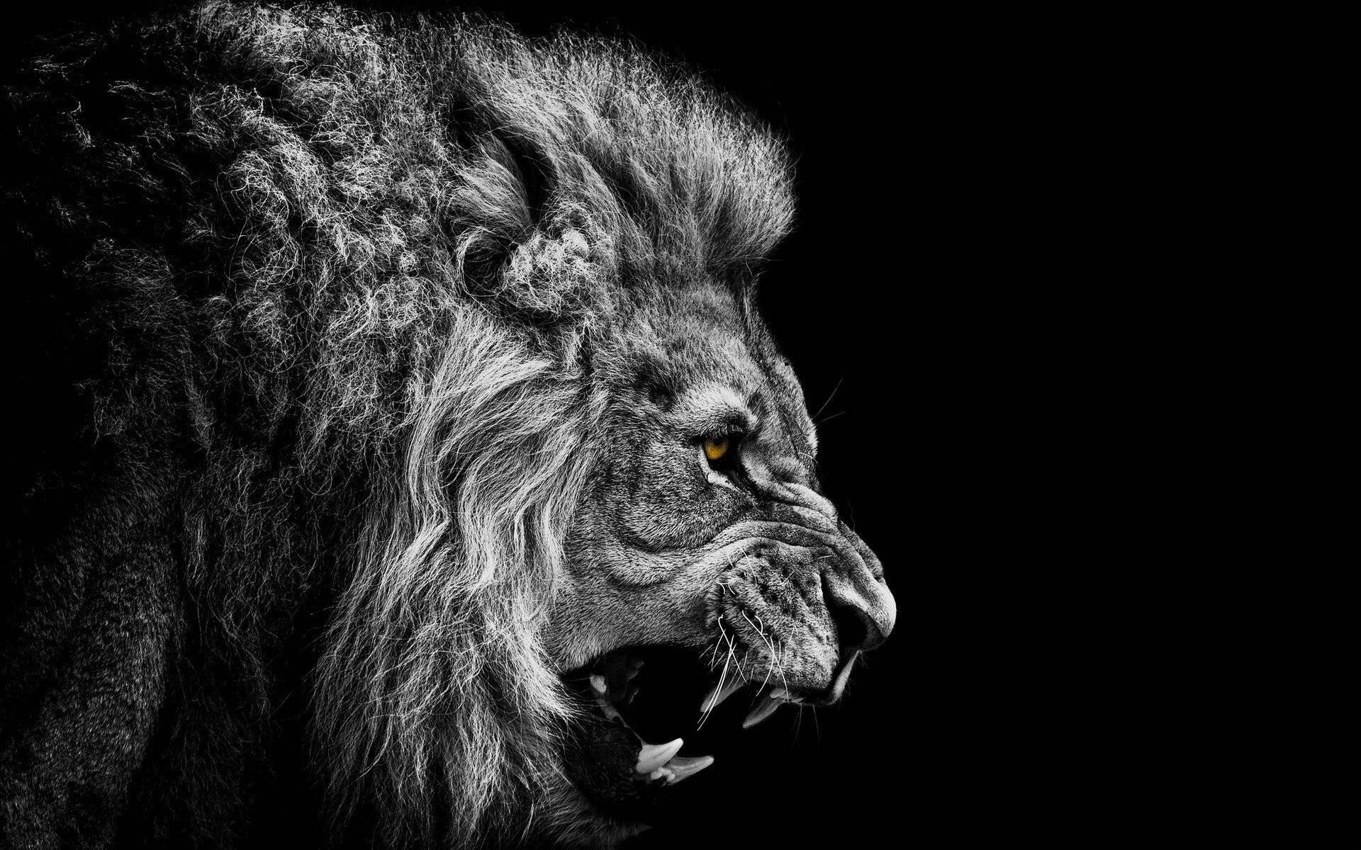 Fantastical Digital Painting For 3d Lion Wallpaper