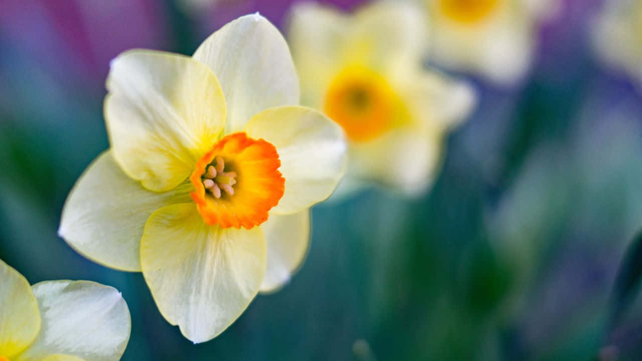 Fantastisk Naturlandskap Ved Solnedgang Bakgrunnsbildet