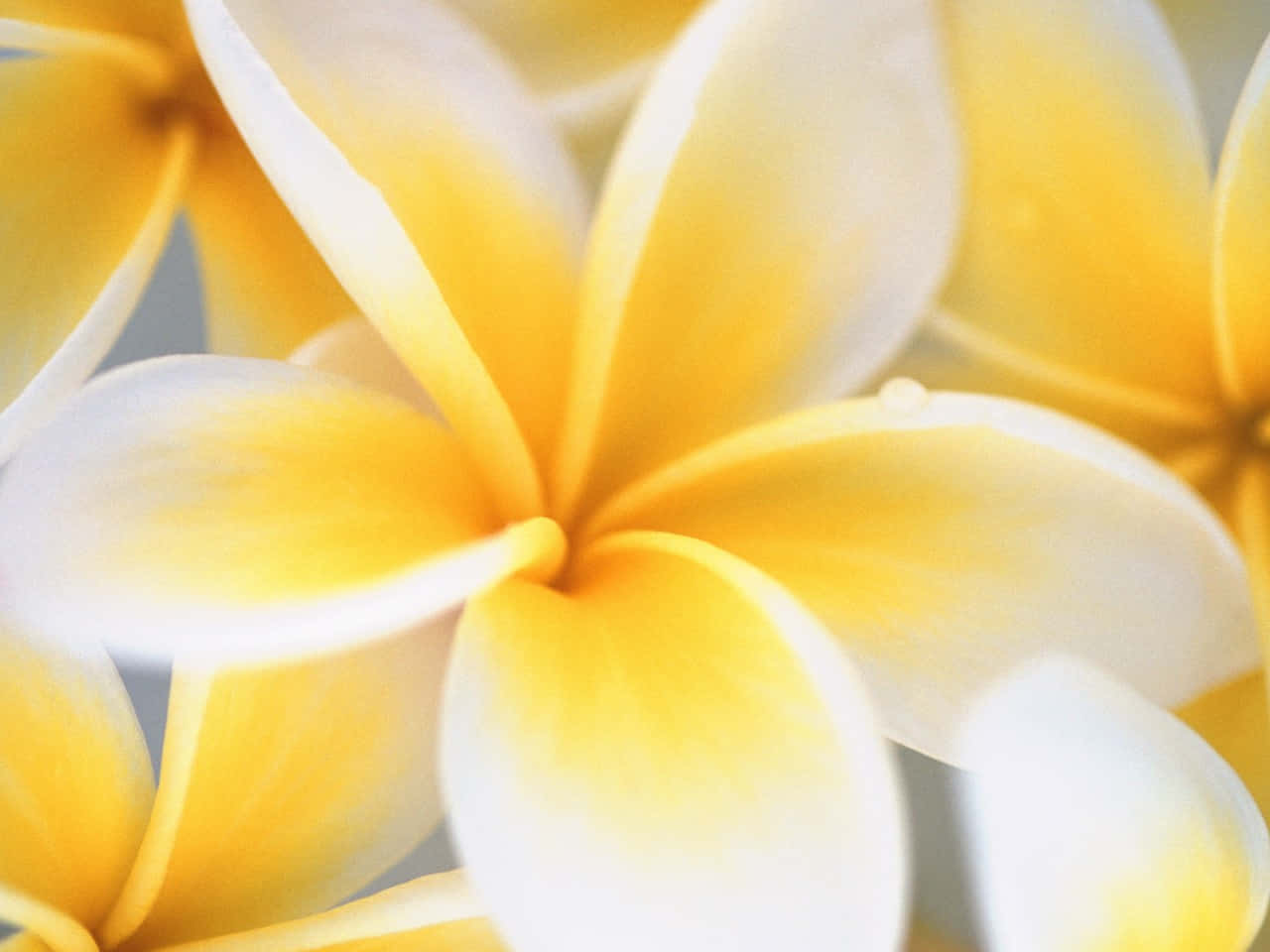 Umclose-up De Flores Amarelas E Brancas Papel de Parede