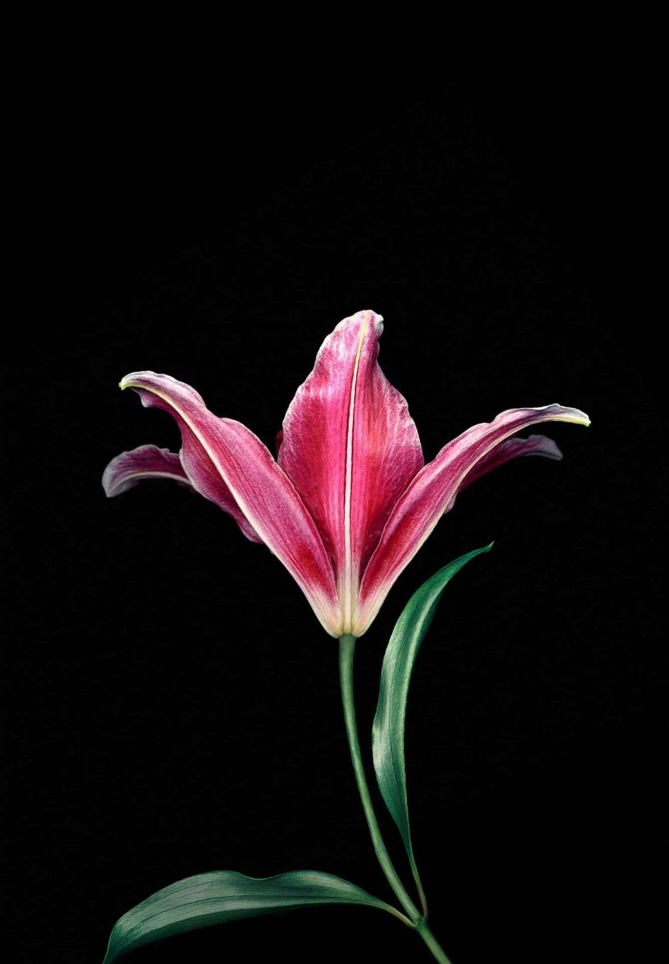 A Pink Lily Is Shown Against A Black Background Wallpaper