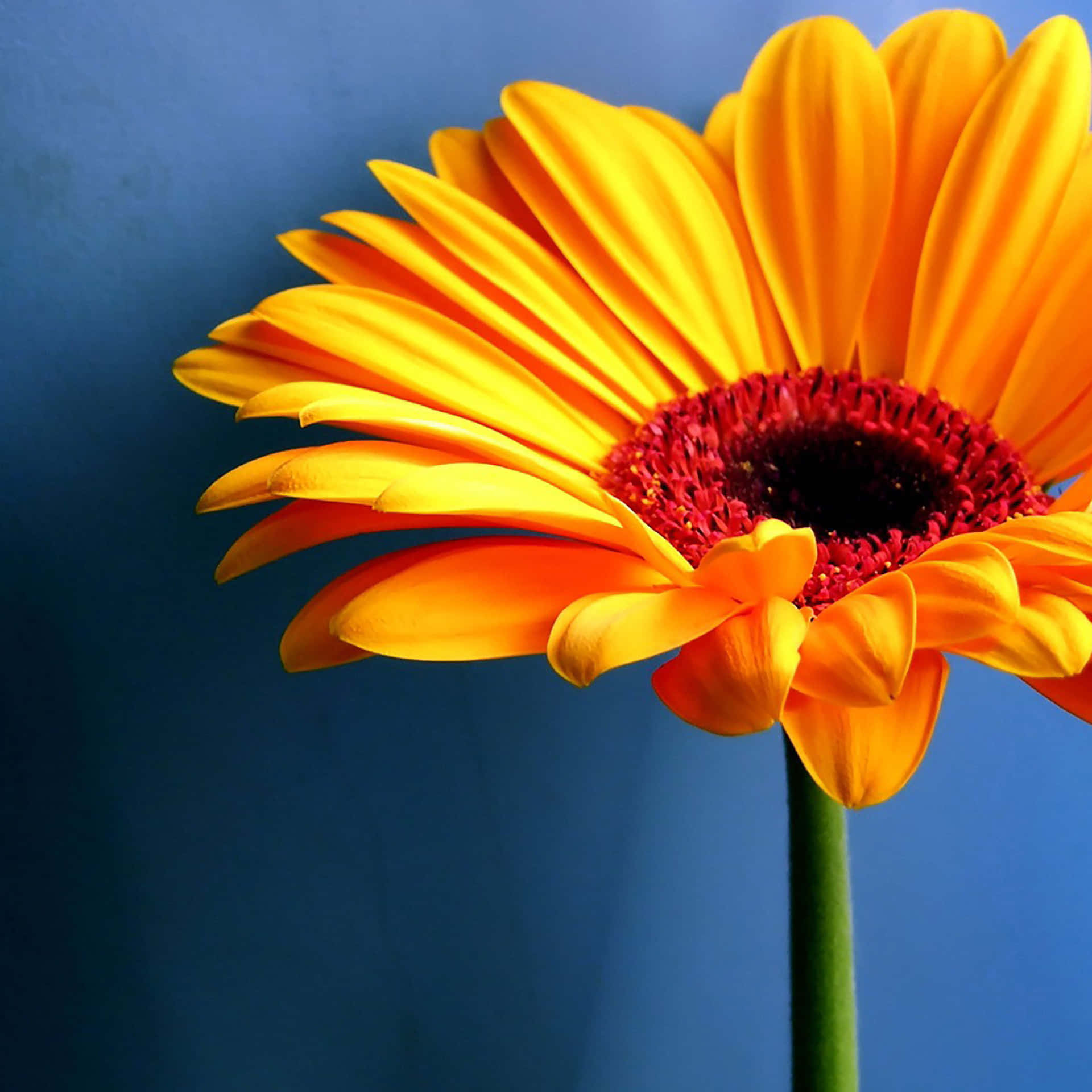 A Yellow Flower In A Vase Wallpaper