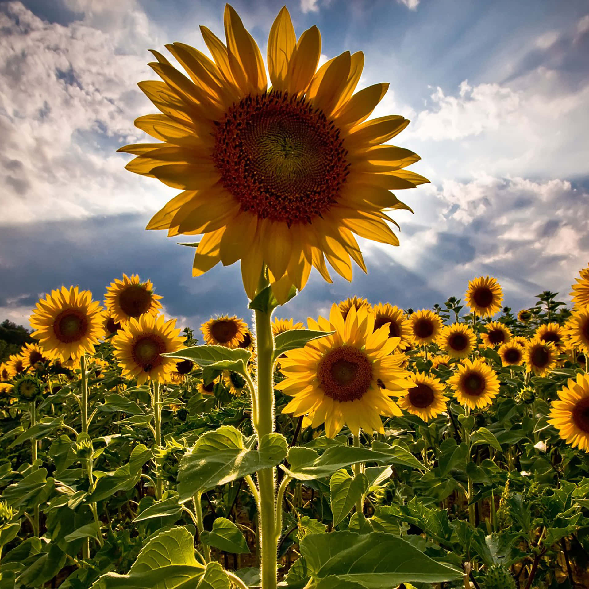 Sunflowers In A Field Wallpaper