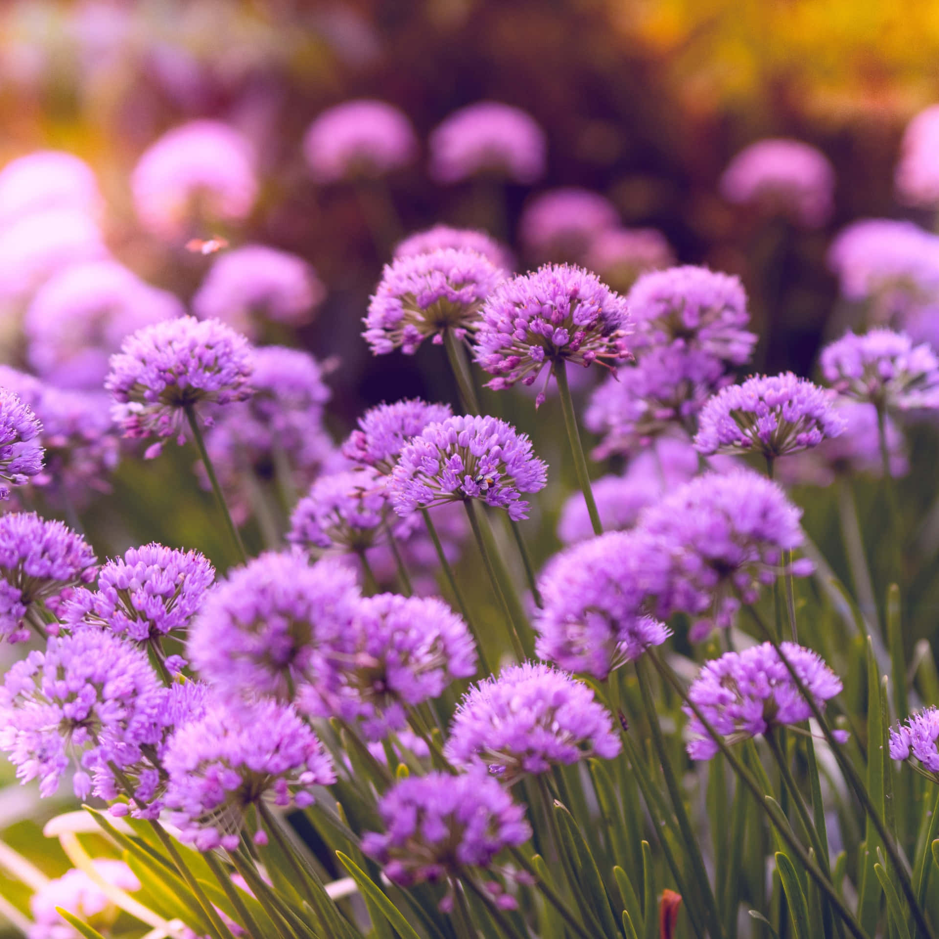 Purple Flowers In The Garden With Sunlight Wallpaper