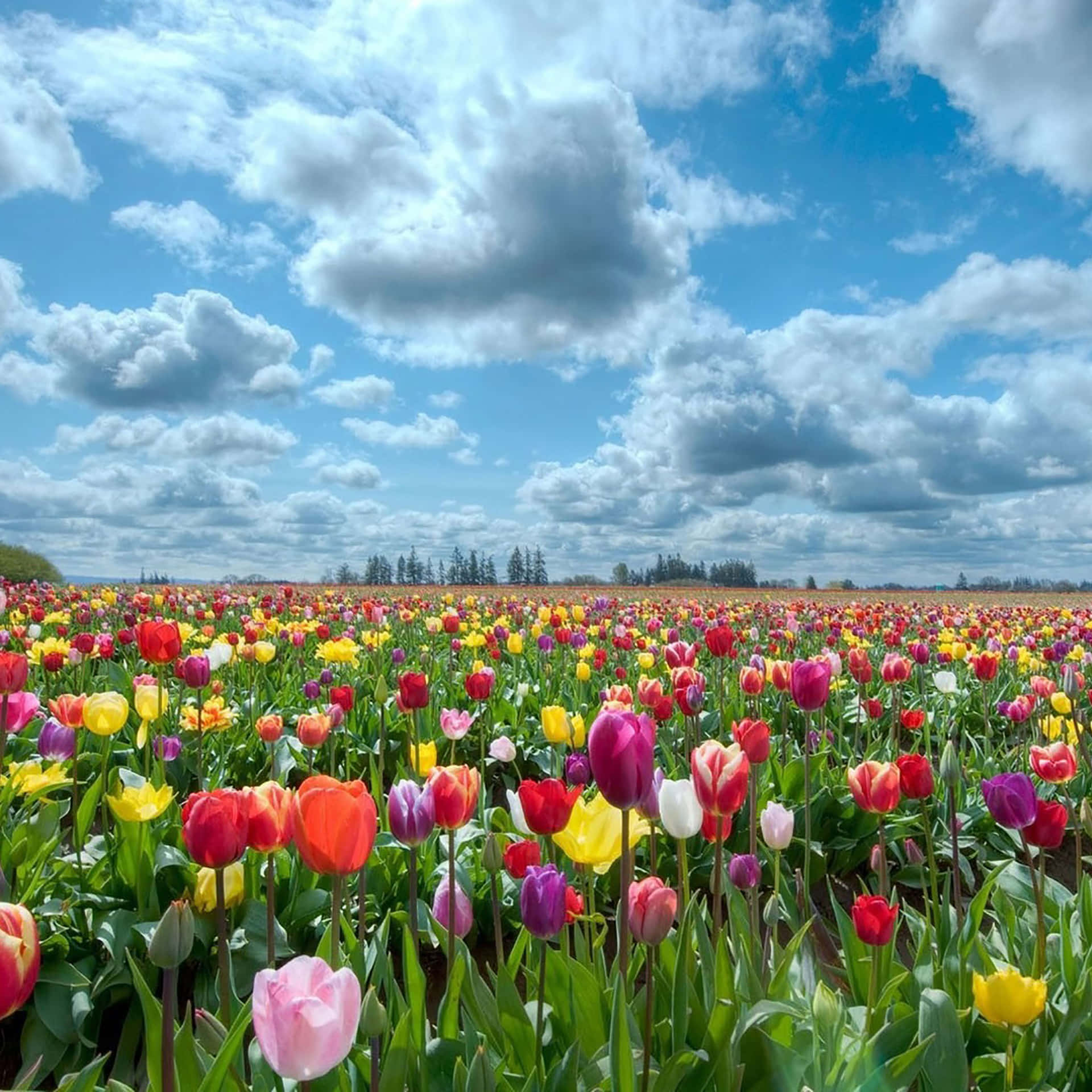 Tulips In Bloom In A Field With Clouds Wallpaper