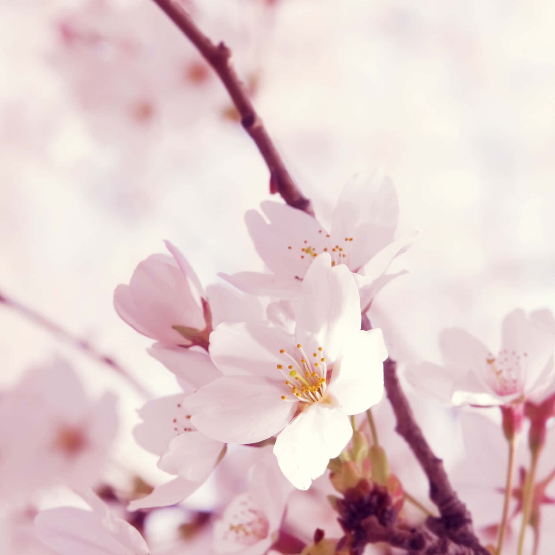 Ennärbild Av Ett Körsbärsträd I Blom Wallpaper