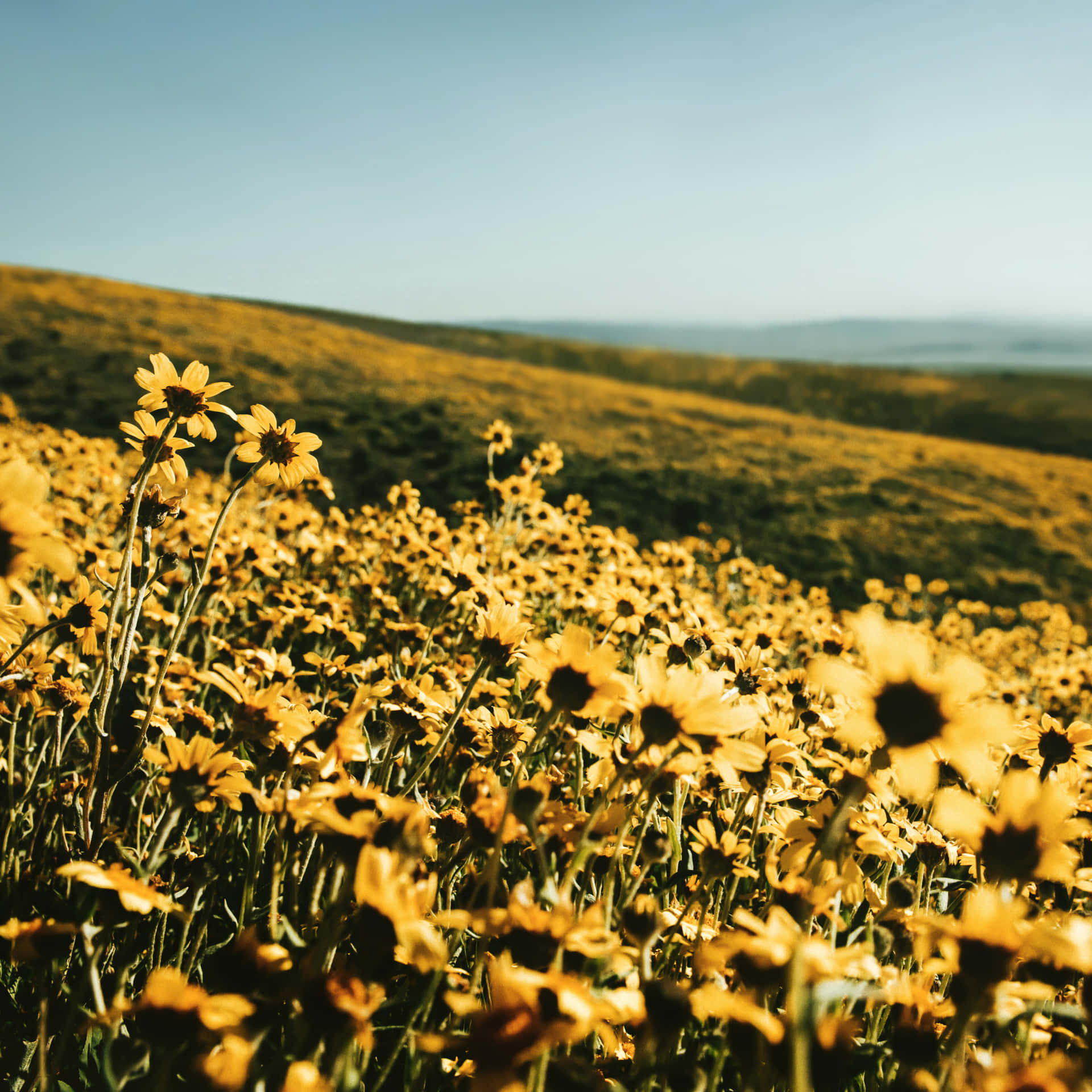 A Field Of Yellow Flowers In The Sun Wallpaper