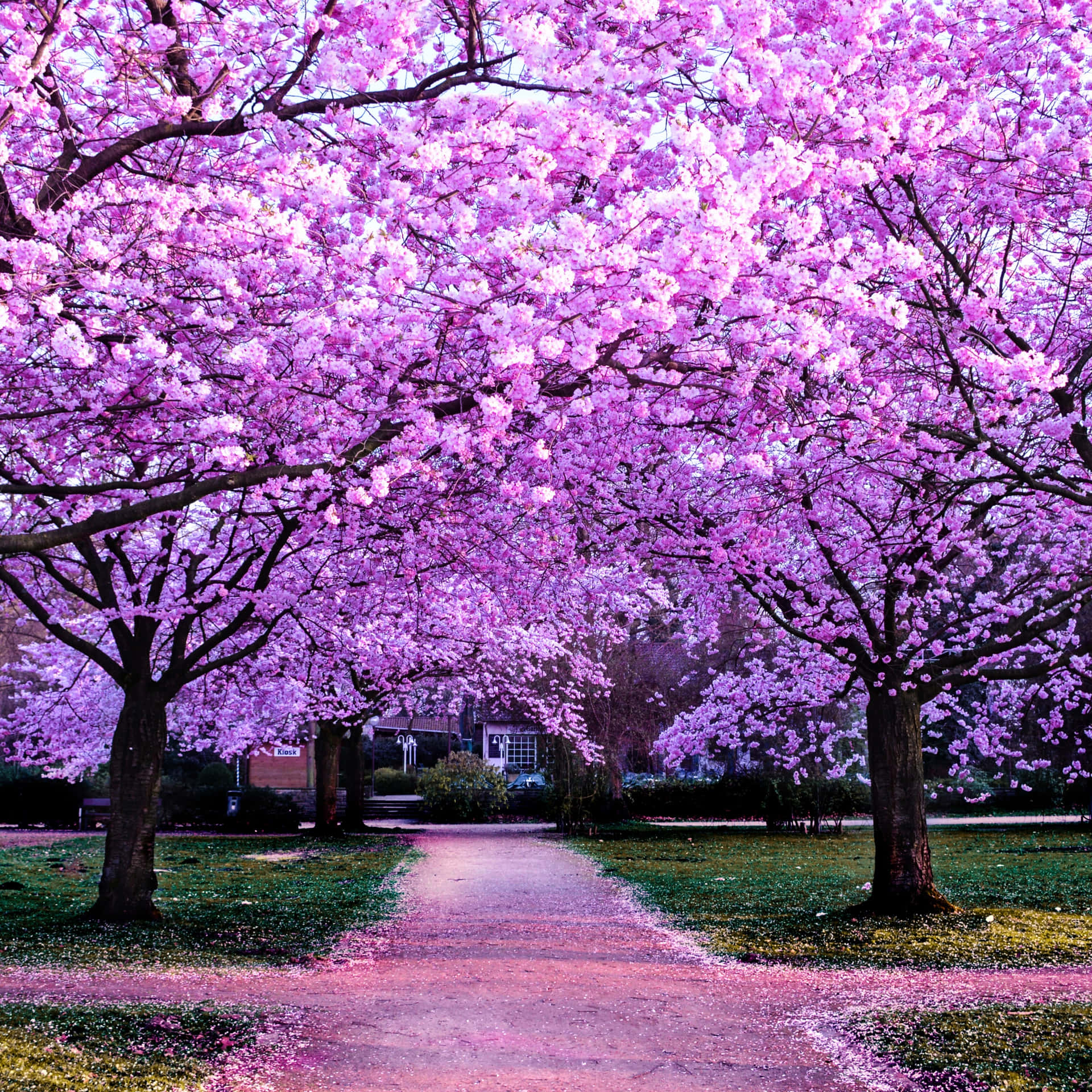 A Pathway Lined With Pink Trees In A Park Wallpaper