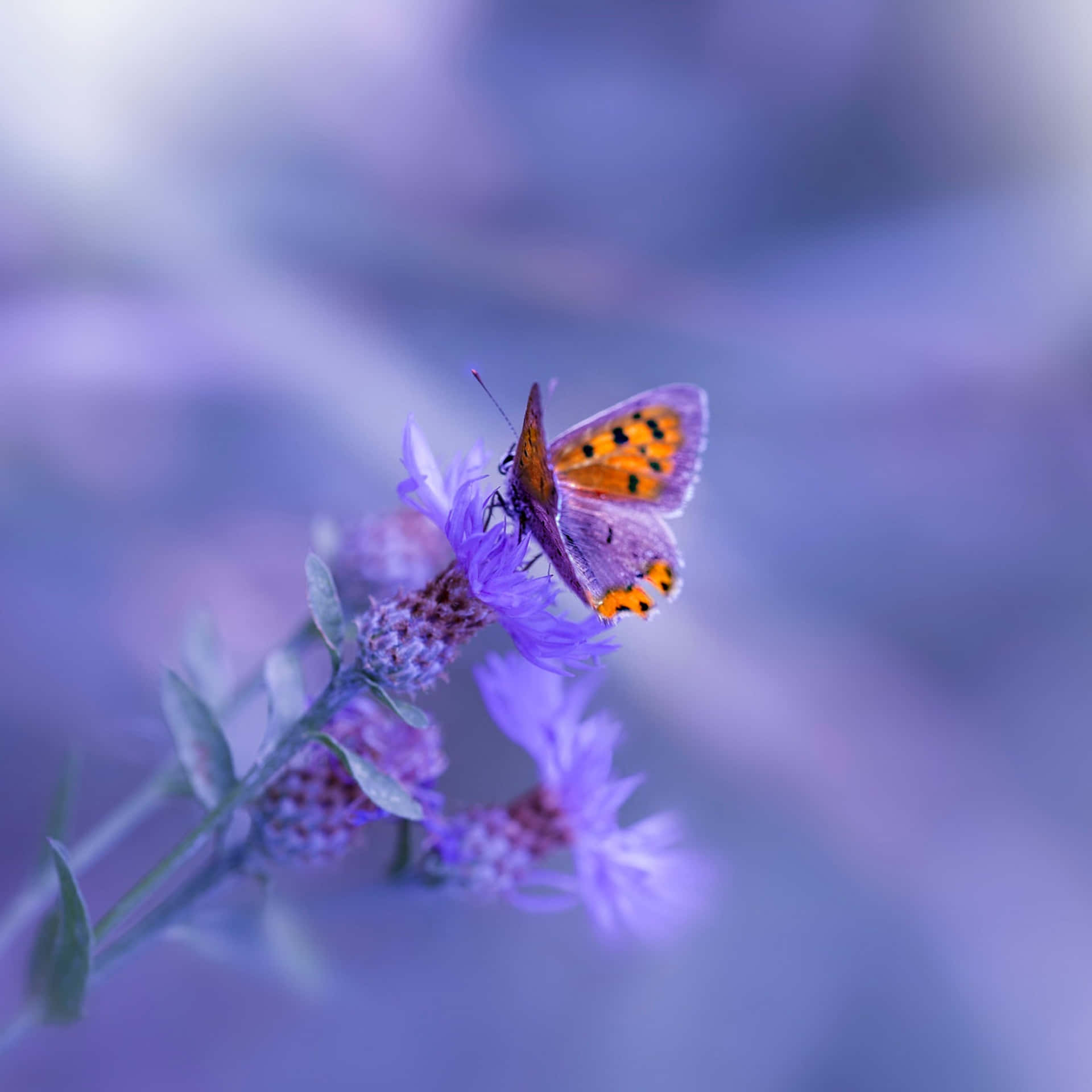 Unafarfalla È Seduta Su Un Fiore Viola Sfondo