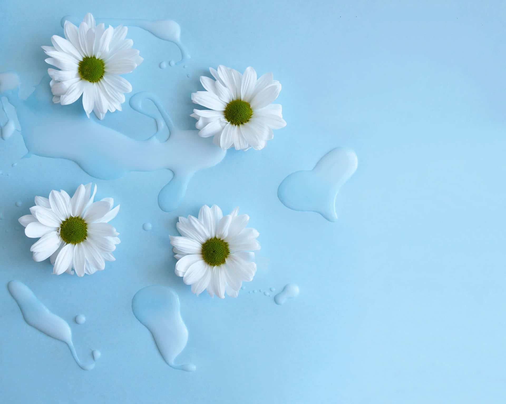 White Daisies On A Blue Background With Water Drops Wallpaper