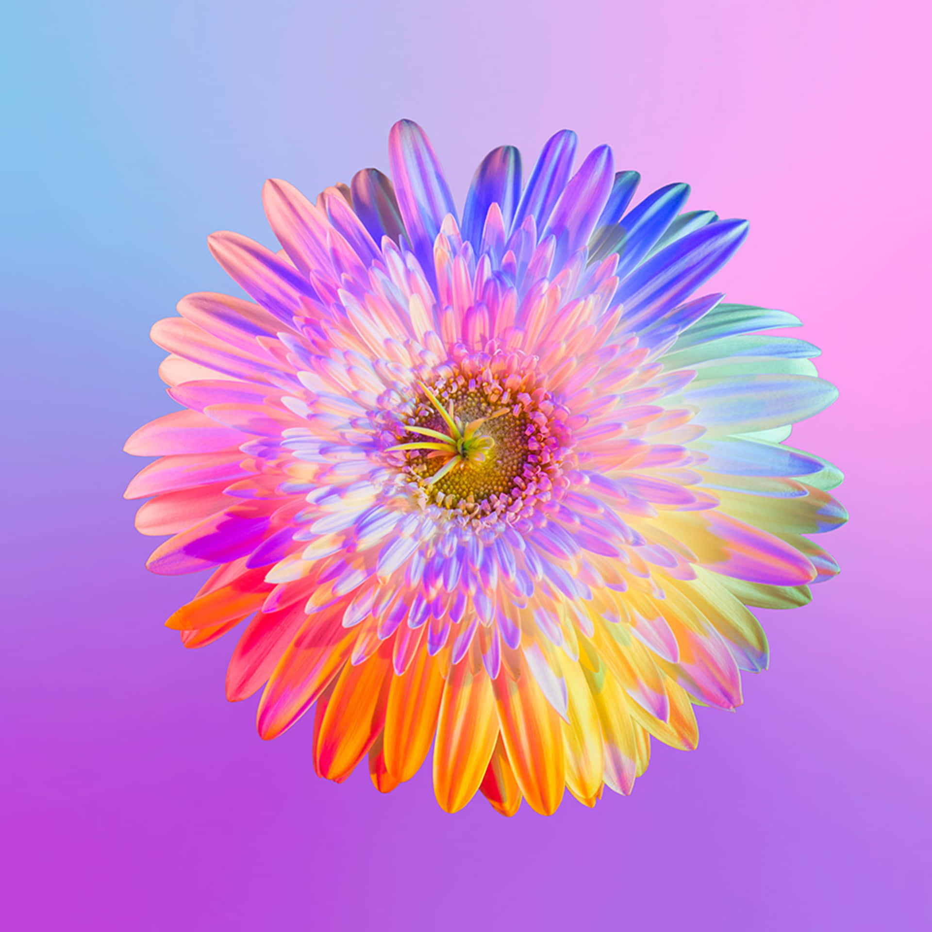 A Colorful Flower On A Pink And Purple Background Wallpaper