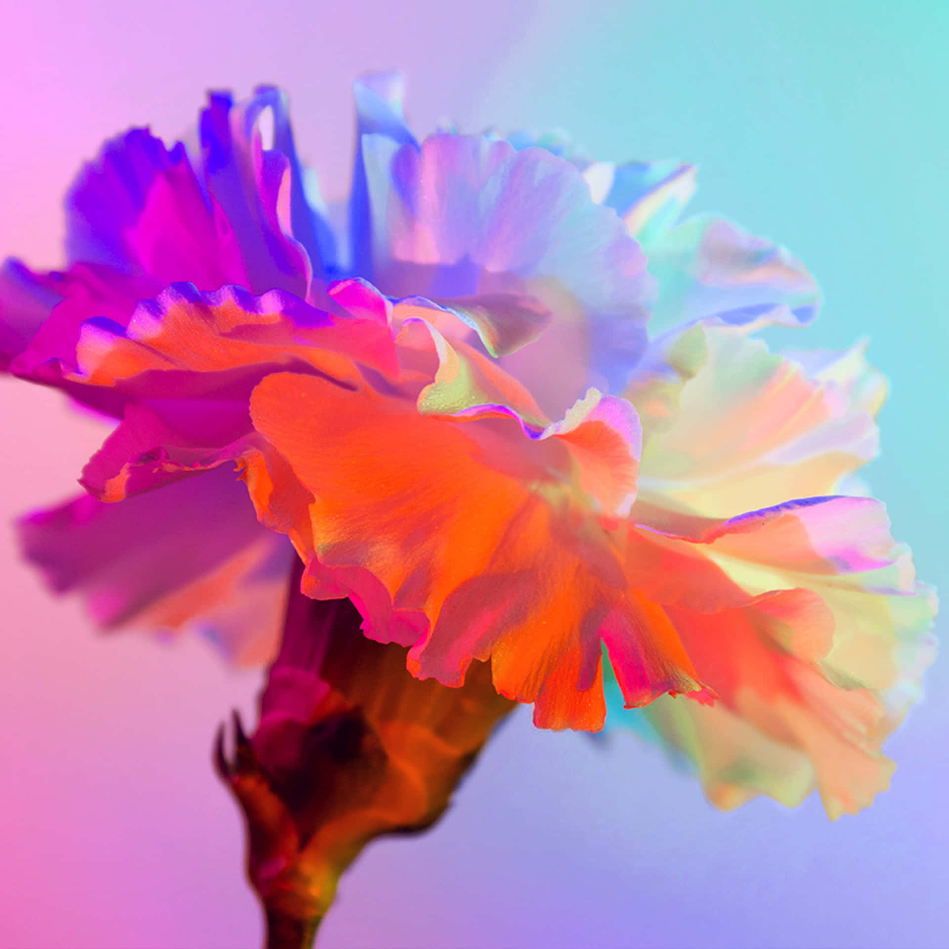 Einebunte Blume Mit Einem Farbenfrohen Hintergrund. Wallpaper