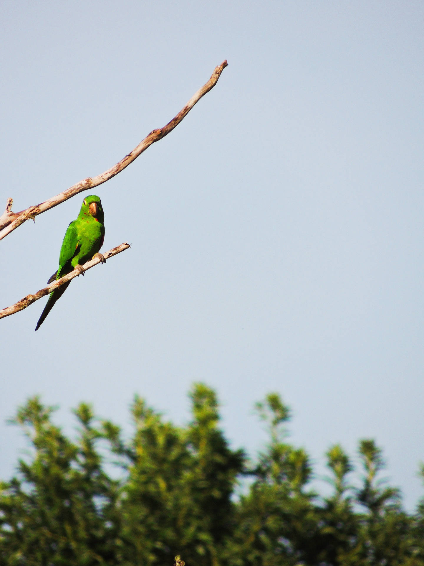Faraway Green Parrot HD Wallpaper