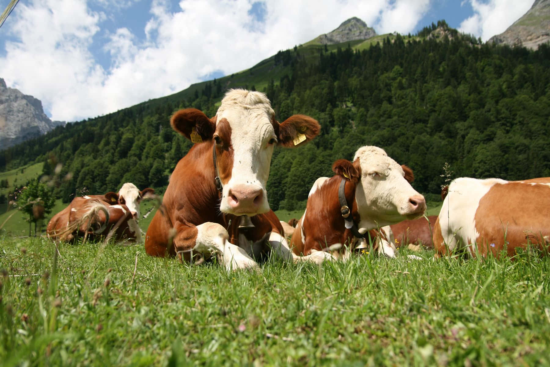 A group of adorable farm animals grazing in a lush green field by a barn