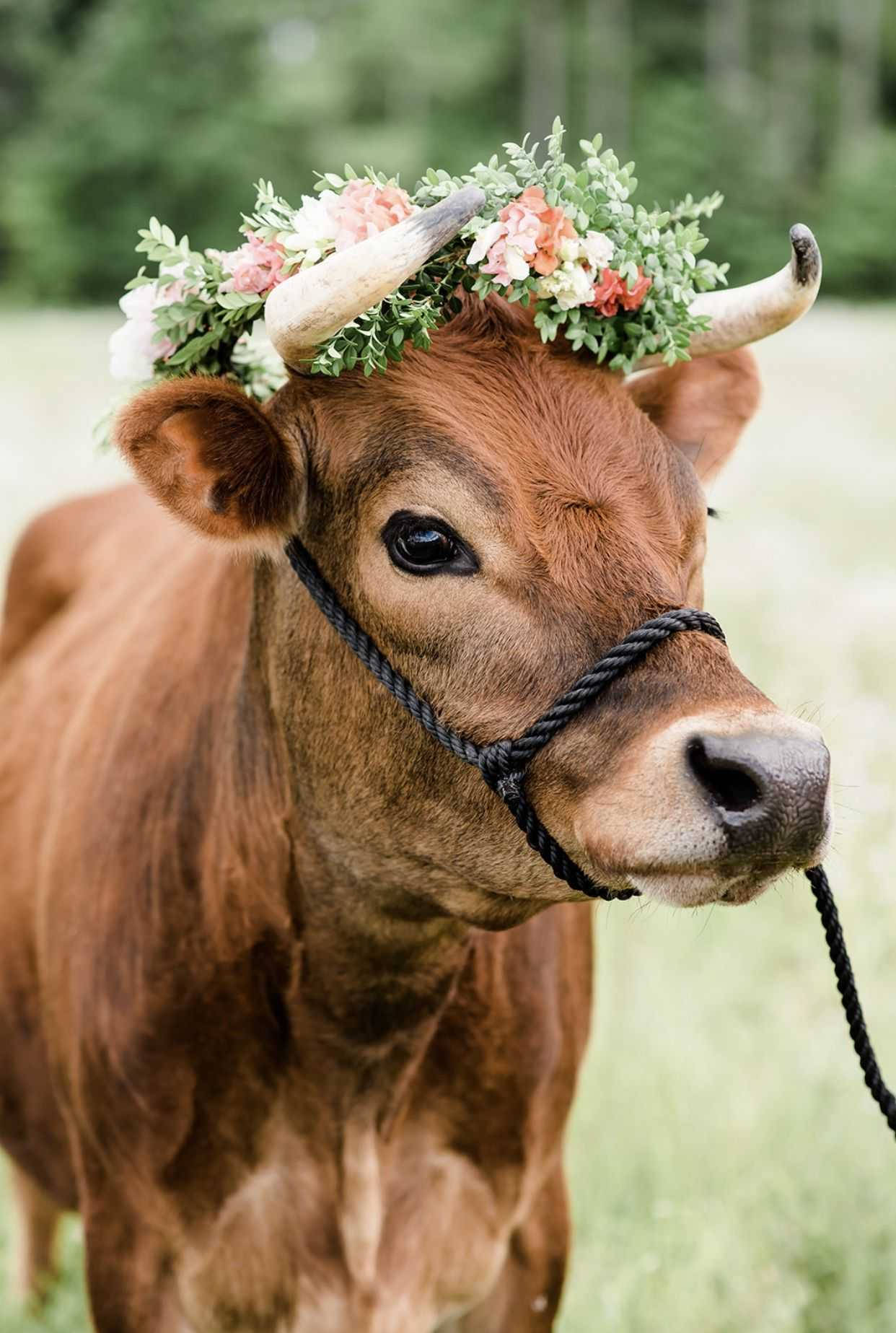 Animalde Granja Cattle Con Corona De Flores Fondo de pantalla