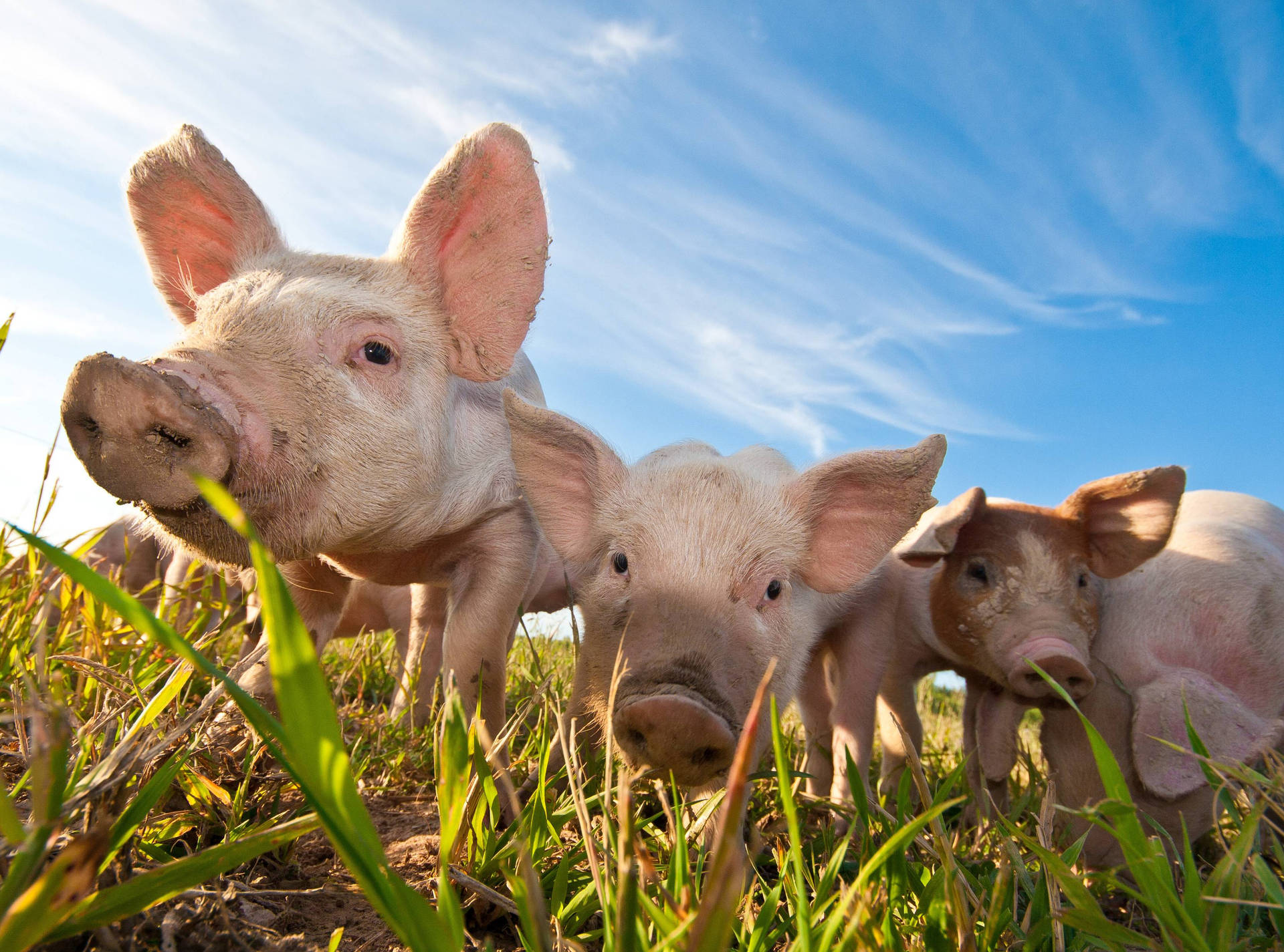 Característicasde Animais Da Fazenda Com Um Grupo De Porcos Em Movimento. Papel de Parede