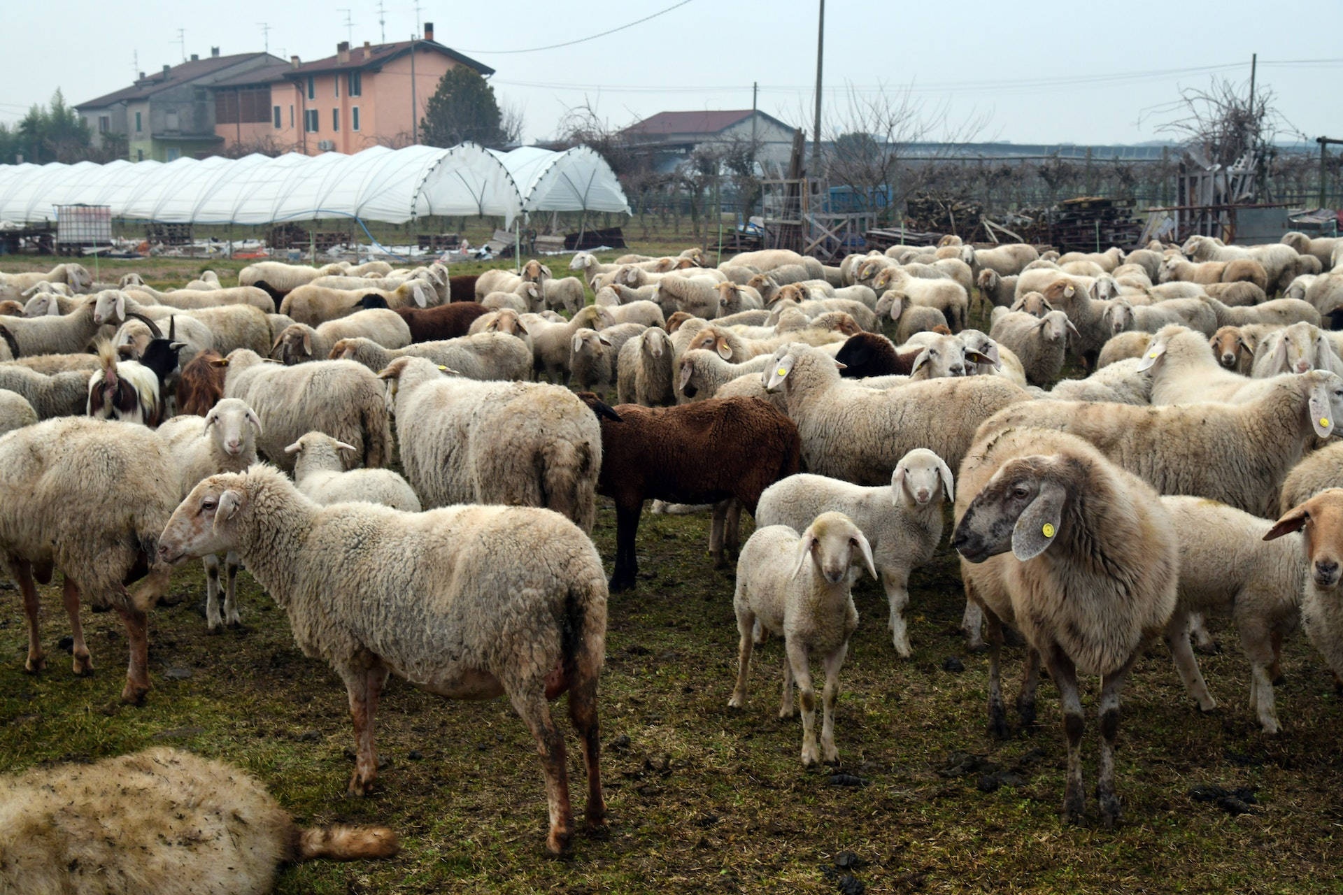 Farm Animal Flock Of Sheep Wallpaper