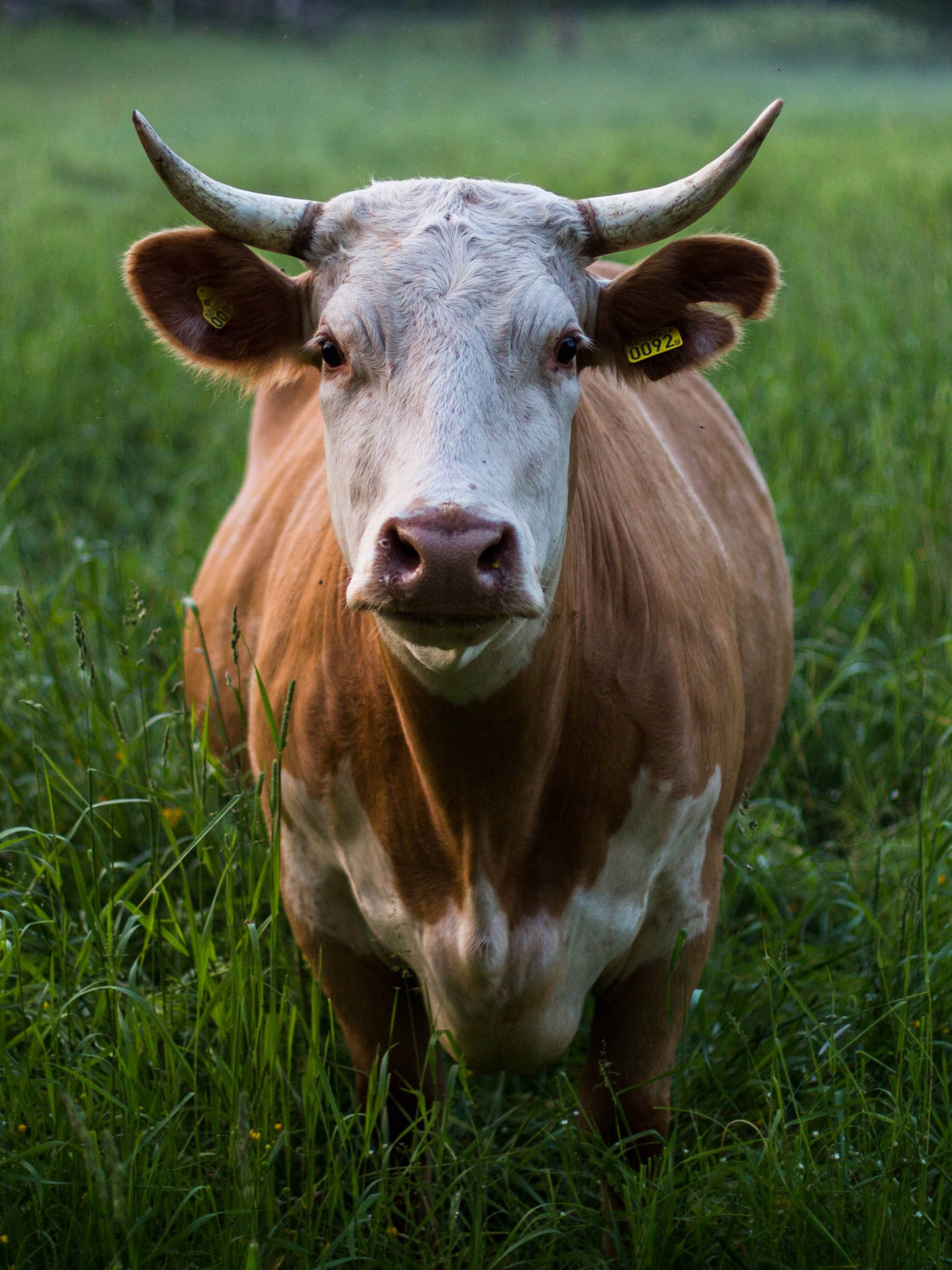 Farm Animal Hinterwald Cattle Portrait Wallpaper