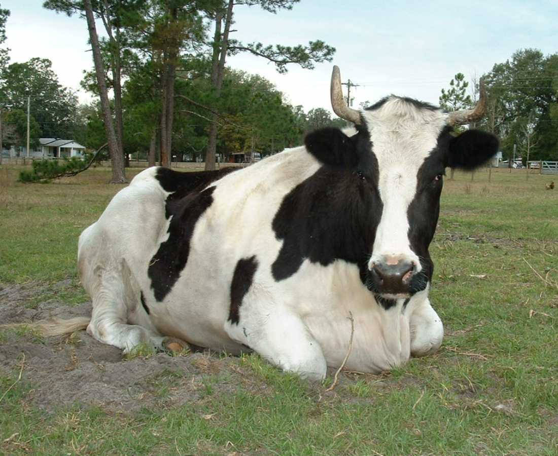 Farm Animal Milk Cow Wallpaper