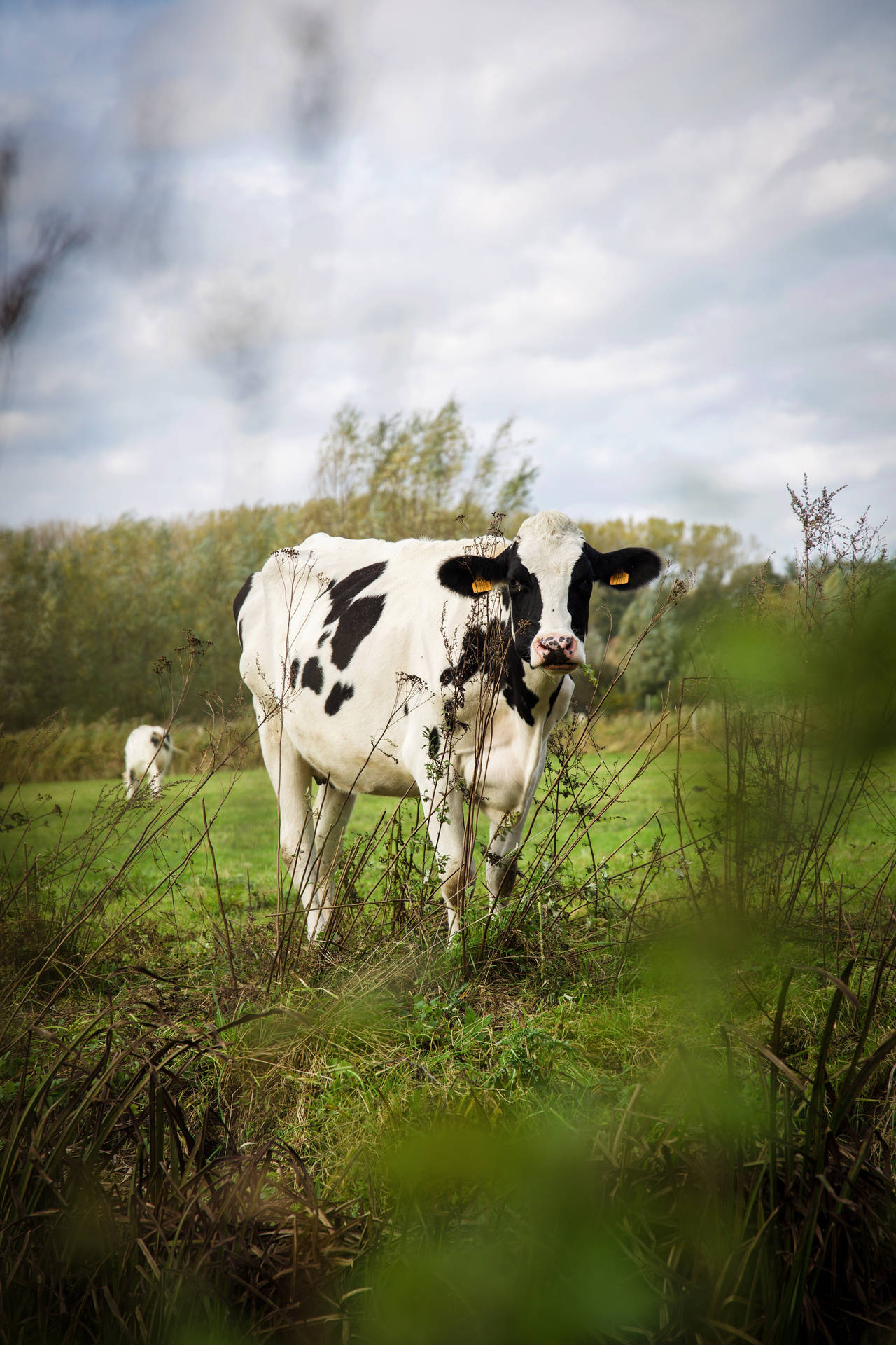 Farm Animal Milking Cow Wallpaper