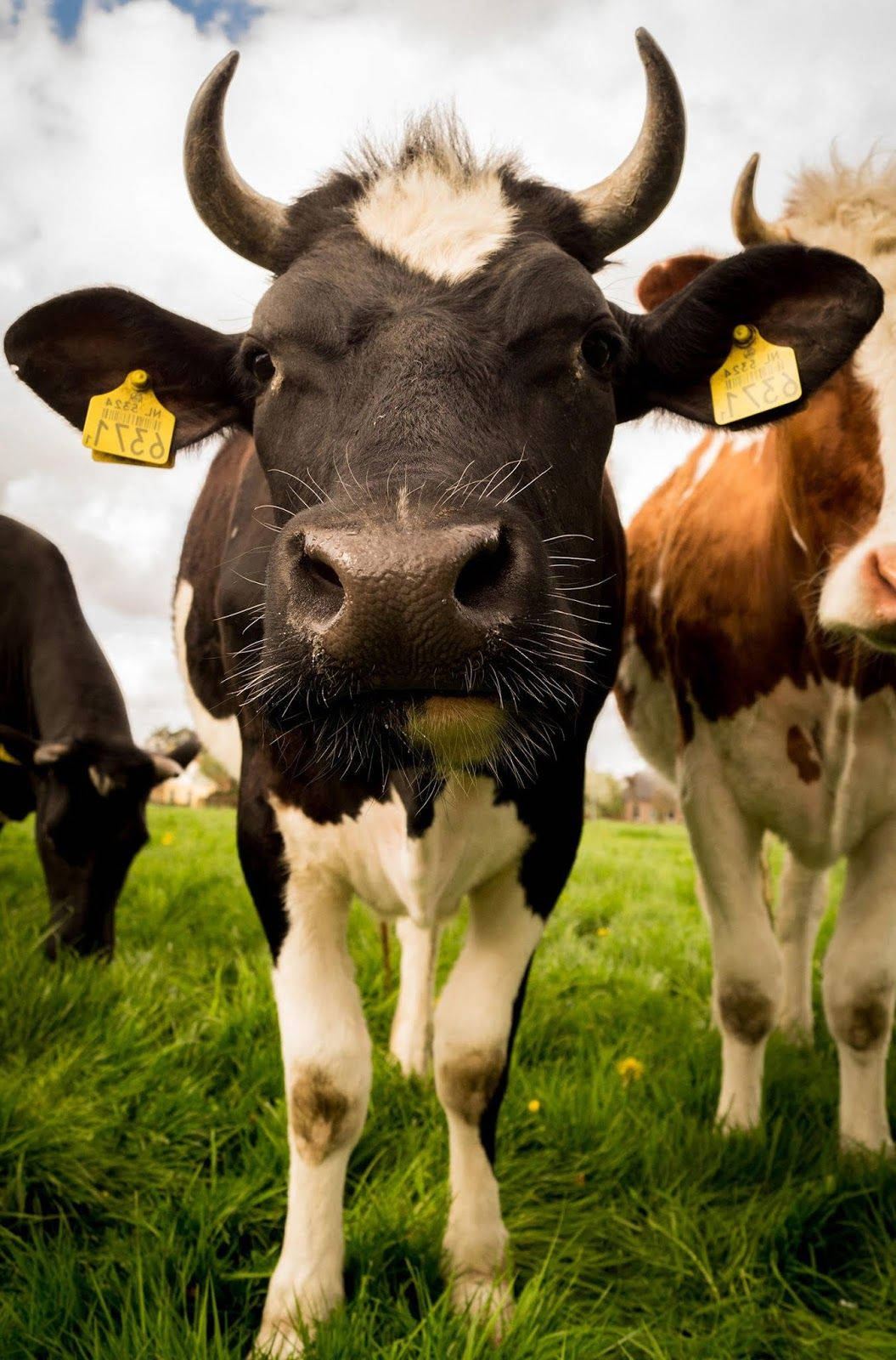 Animalesde Granja Mostrando Vacas En El Campo Fondo de pantalla