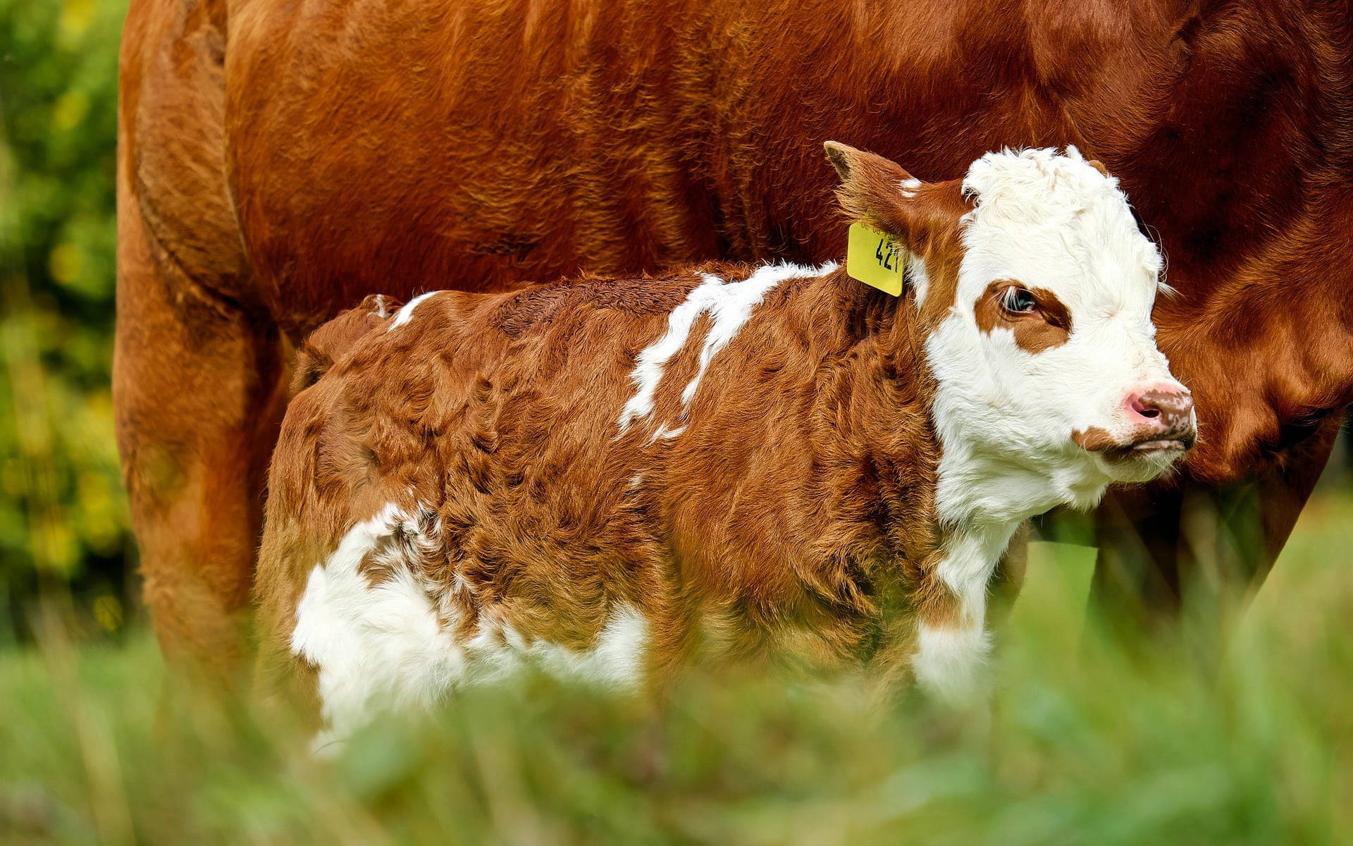 Farm Animals Focusing A Baby Cow Wallpaper