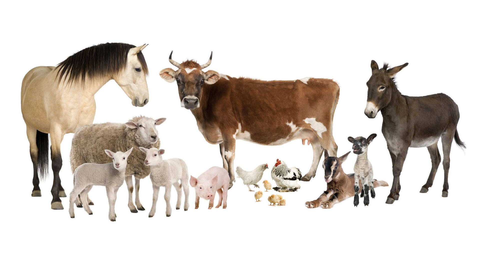 Download Farm Animals In Various Species Wallpaper 