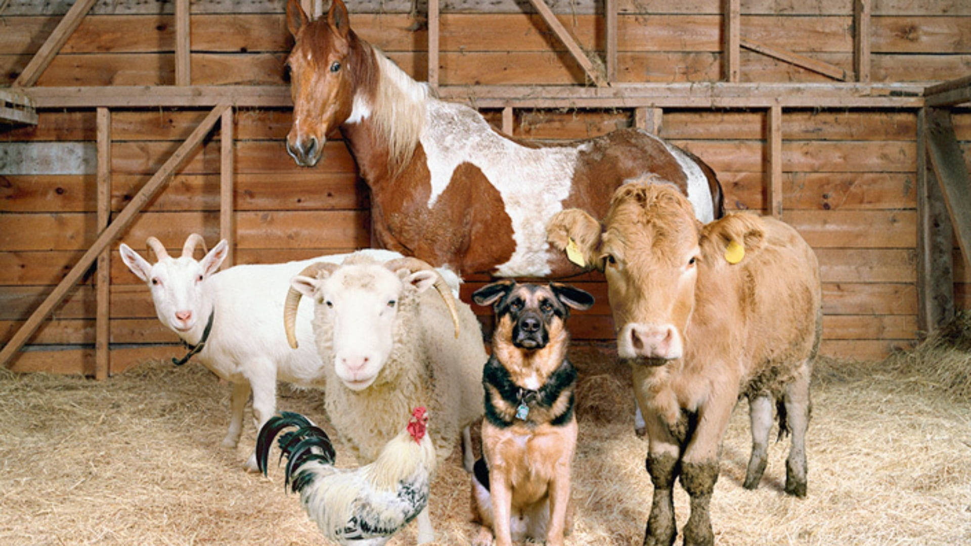 Farm Animals Inside A Barn House Wallpaper