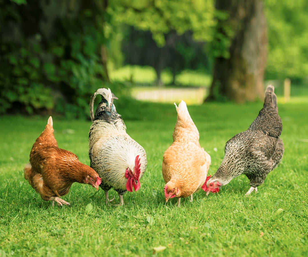 Chickens Grazing On Grass In A Park