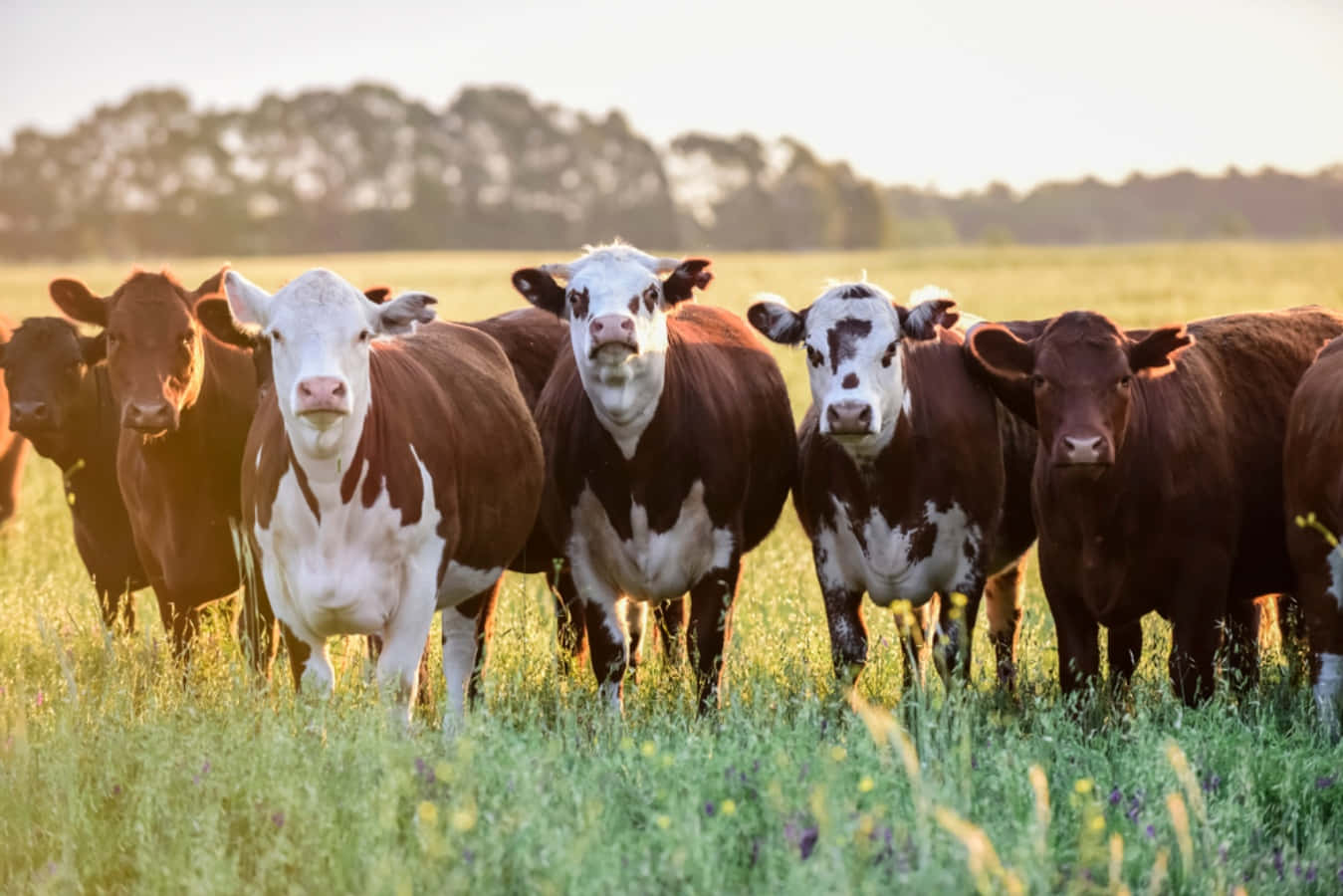A Group Of Cows Standing In A Field