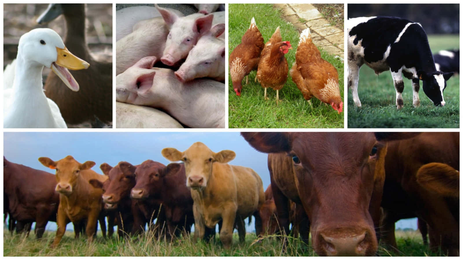 Farm Animals Living in Harmony