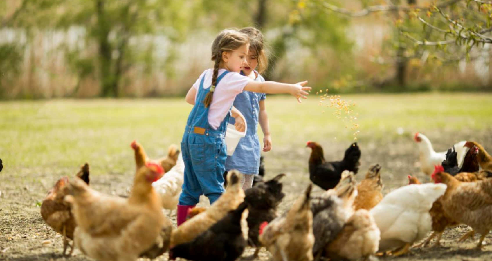 Unaniña Alimentando Pollos En Un Campo