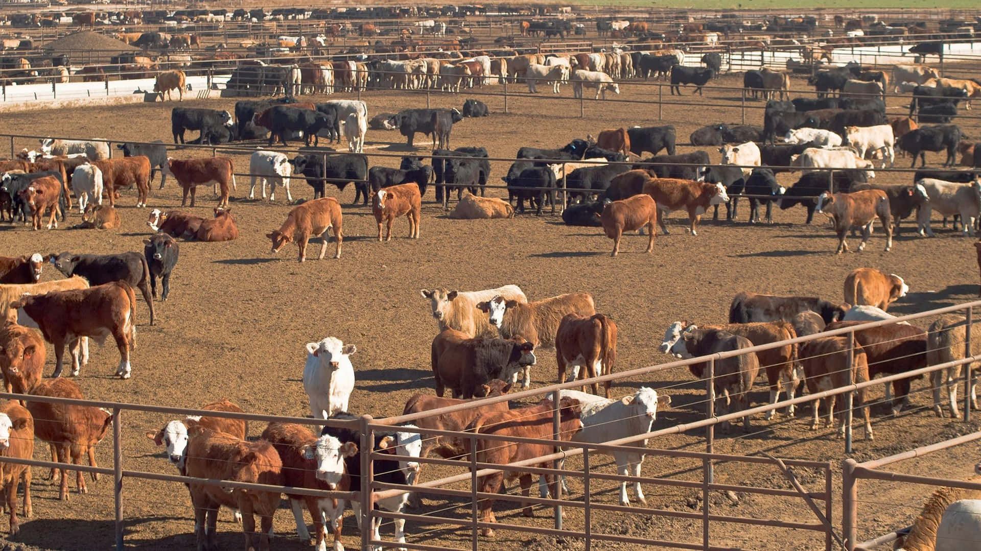 Ungrupo De Vacas En Un Corral