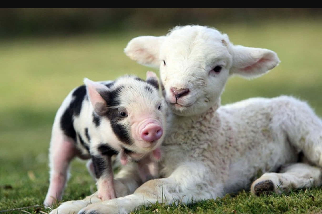 A Lamb And Pig Are Laying Together In The Grass