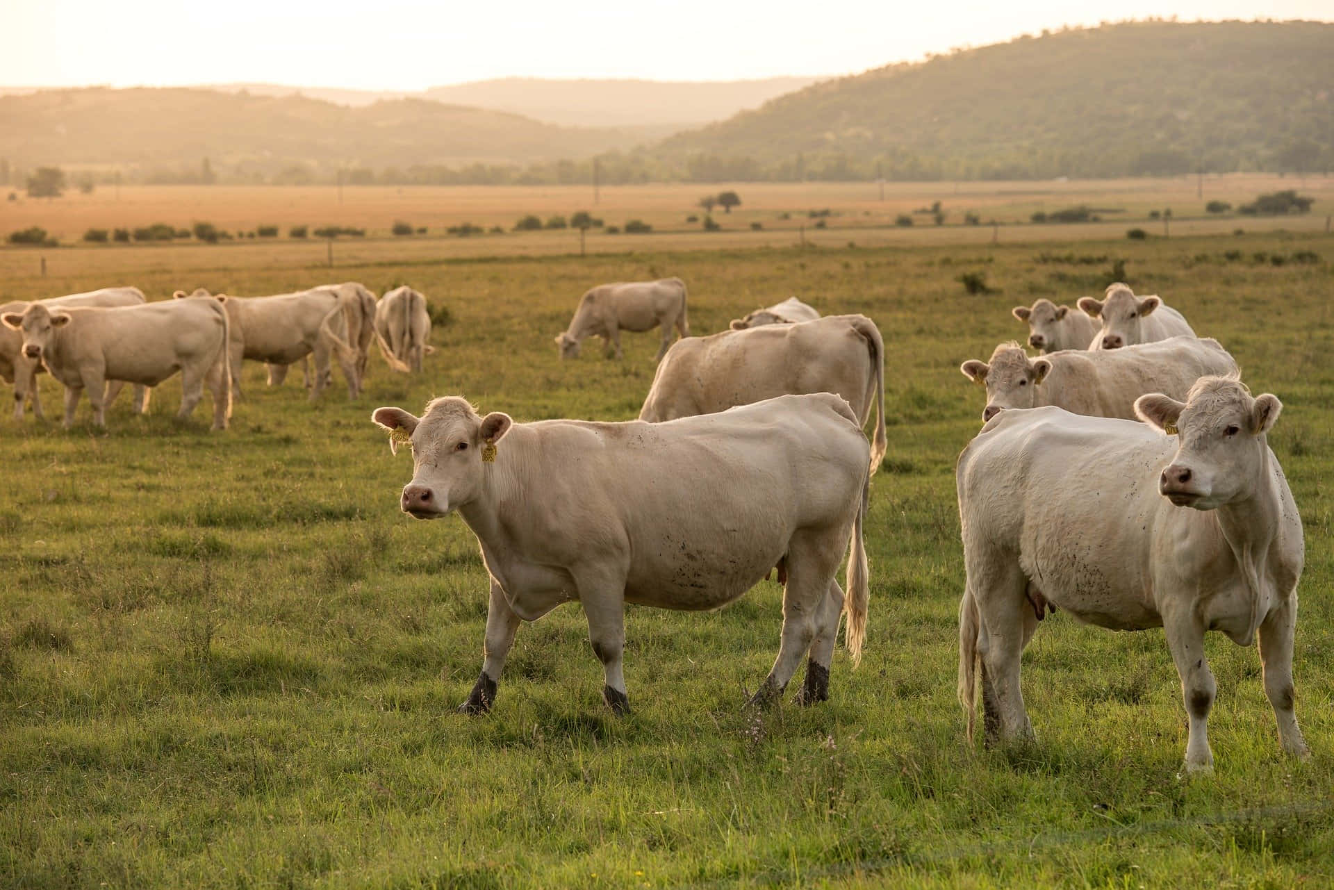 A Herd Of Cows In A Field