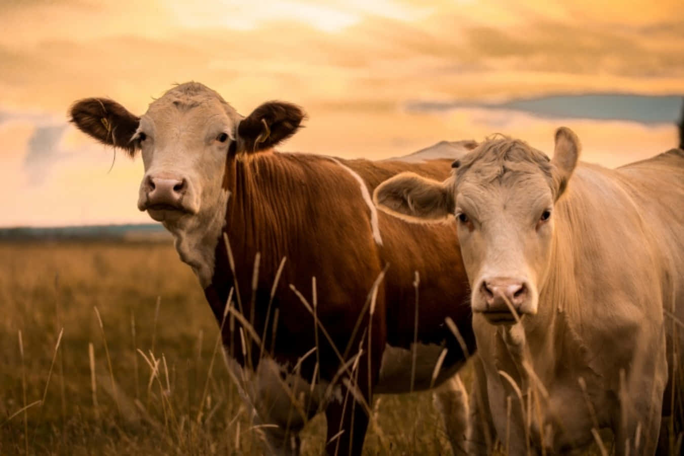 Two Cows Standing In A Field At Sunset