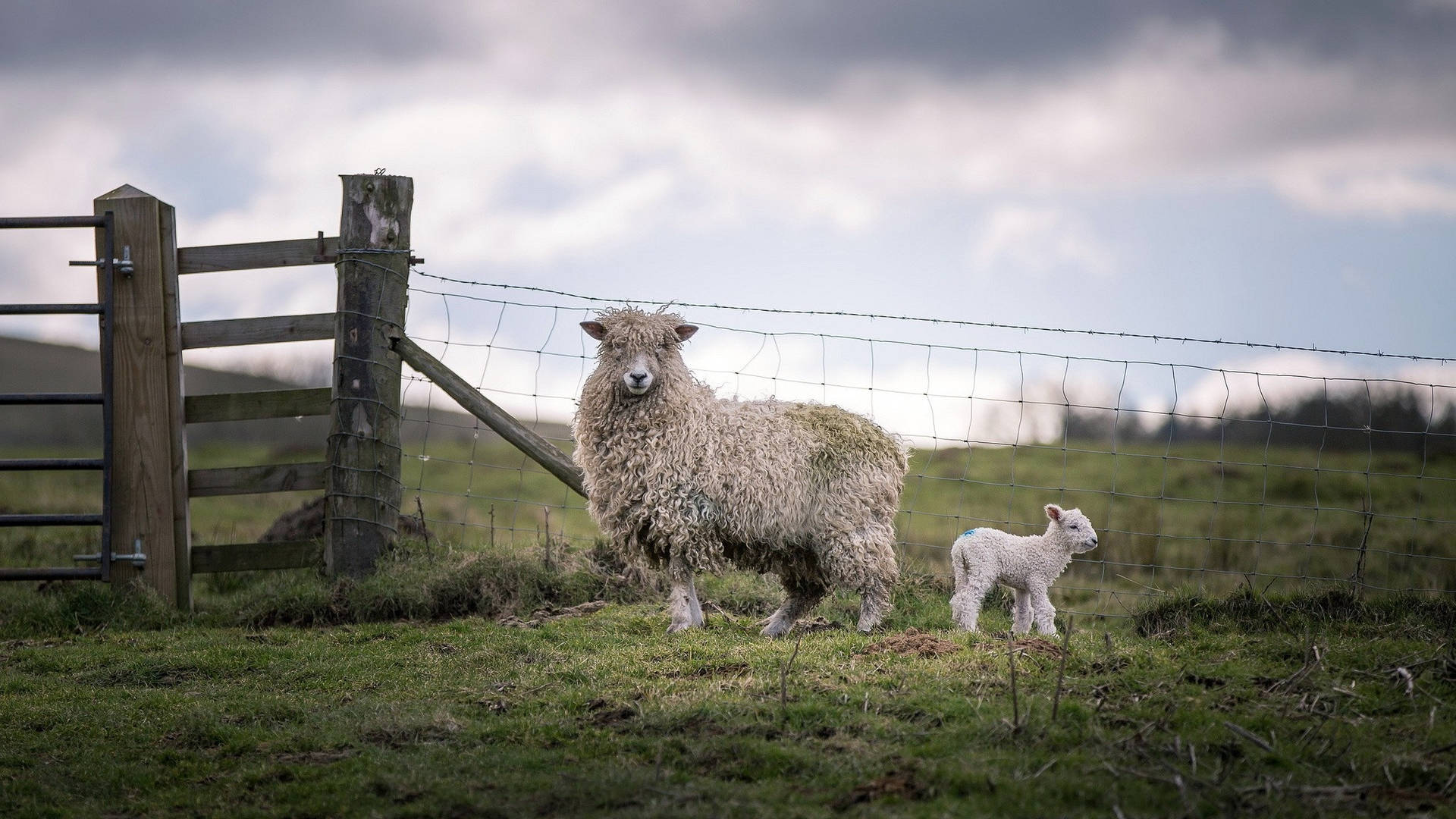 Farm Animals Sheep And Its Lamb Wallpaper