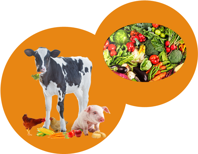 Farm Animalsand Vegetables Collage PNG