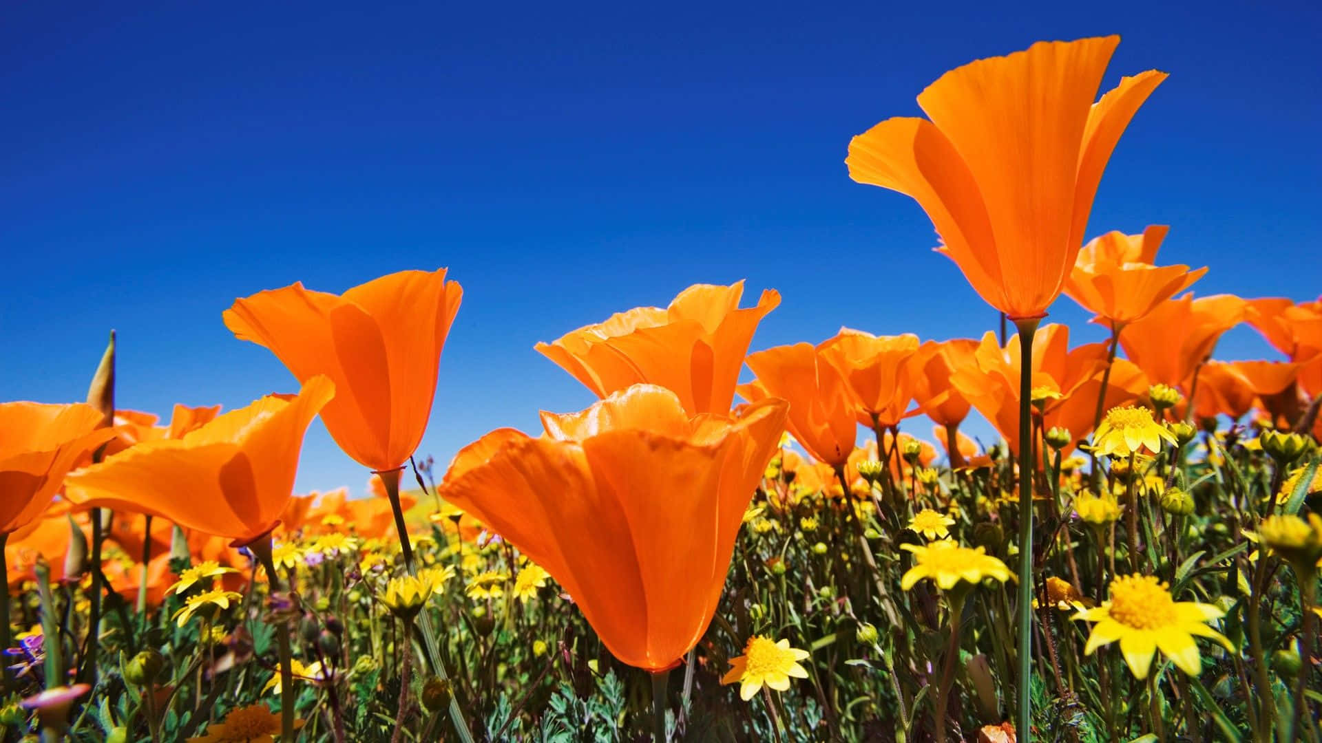 Orange Flowers In A Field