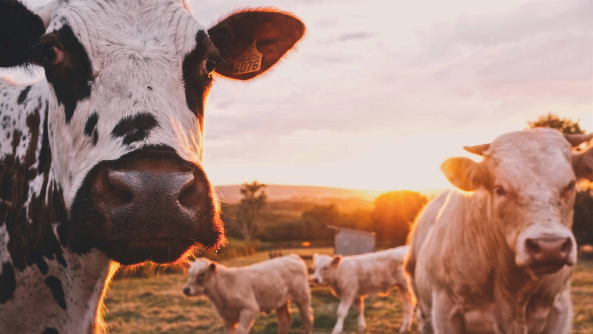 Farm Cattle Animals Close Up During Golden Hour Wallpaper