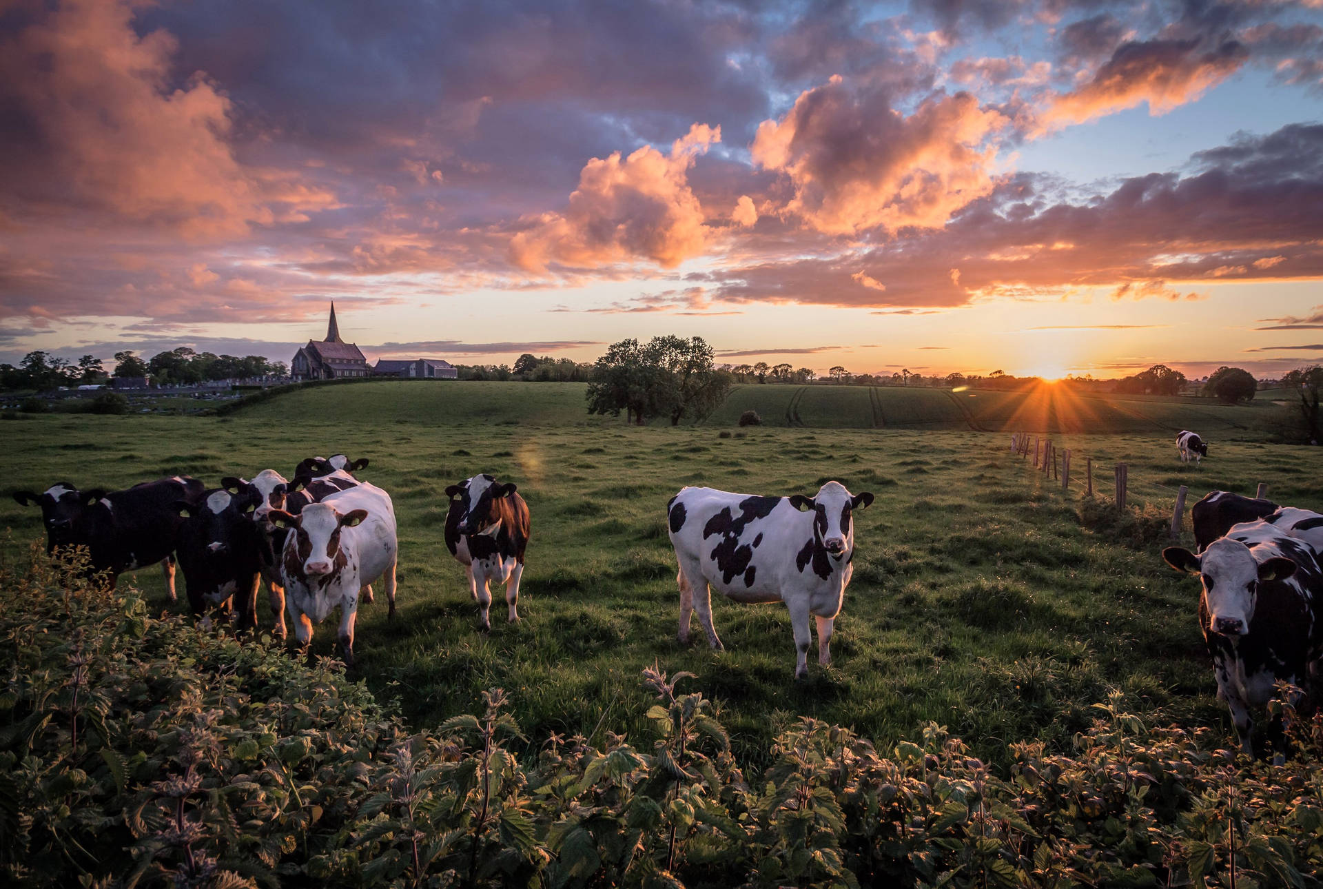 Kvægdyr på marken med solnedgangs baggrund. Wallpaper