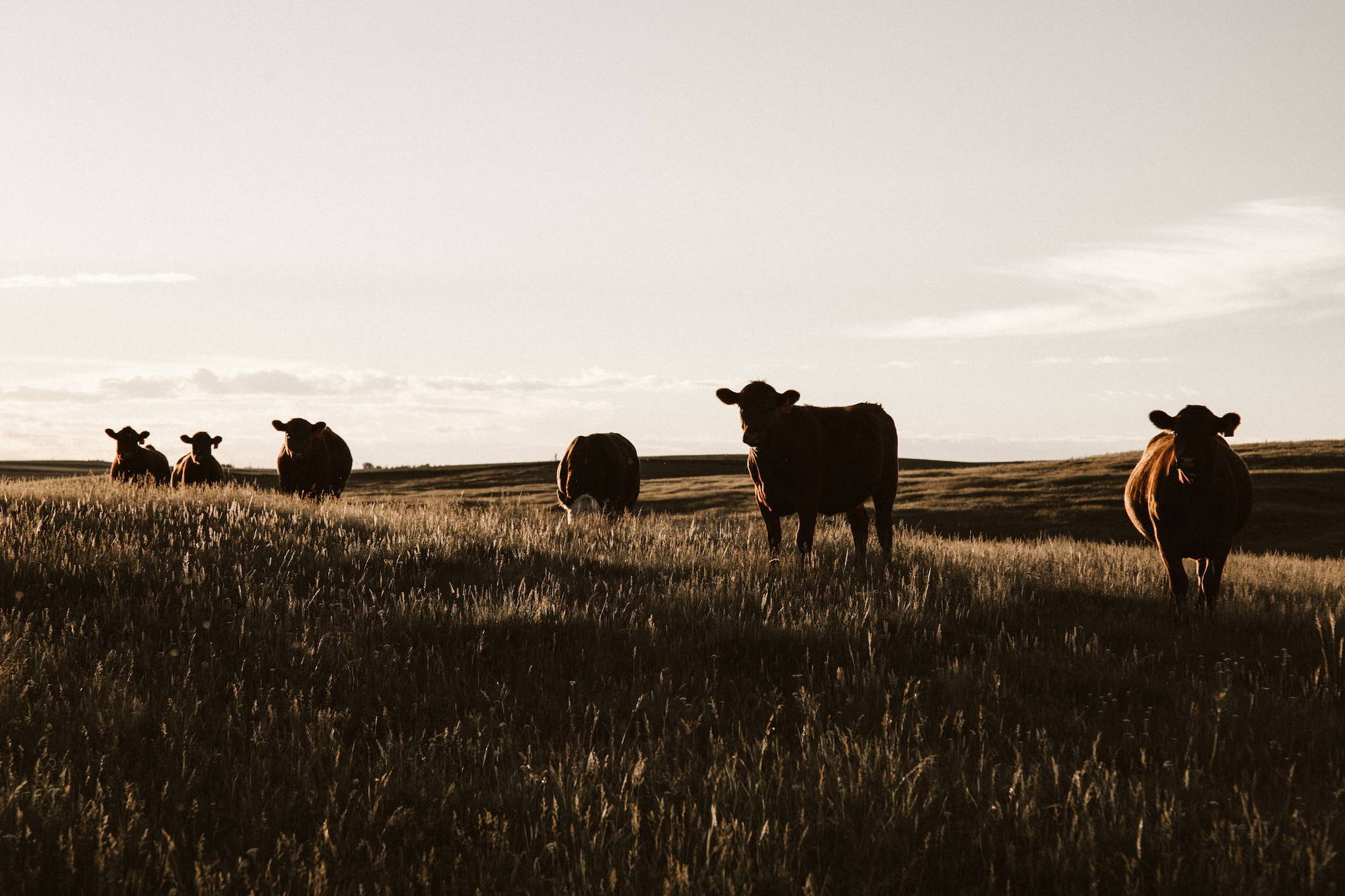 Farm Cows Basking In The Sunset Light Wallpaper