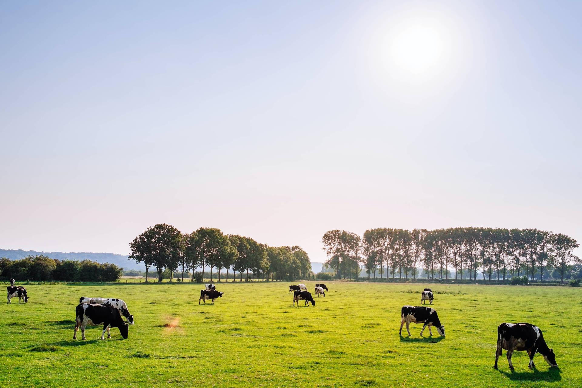 Farm Cows Munching Grasses Under The Sun Wallpaper